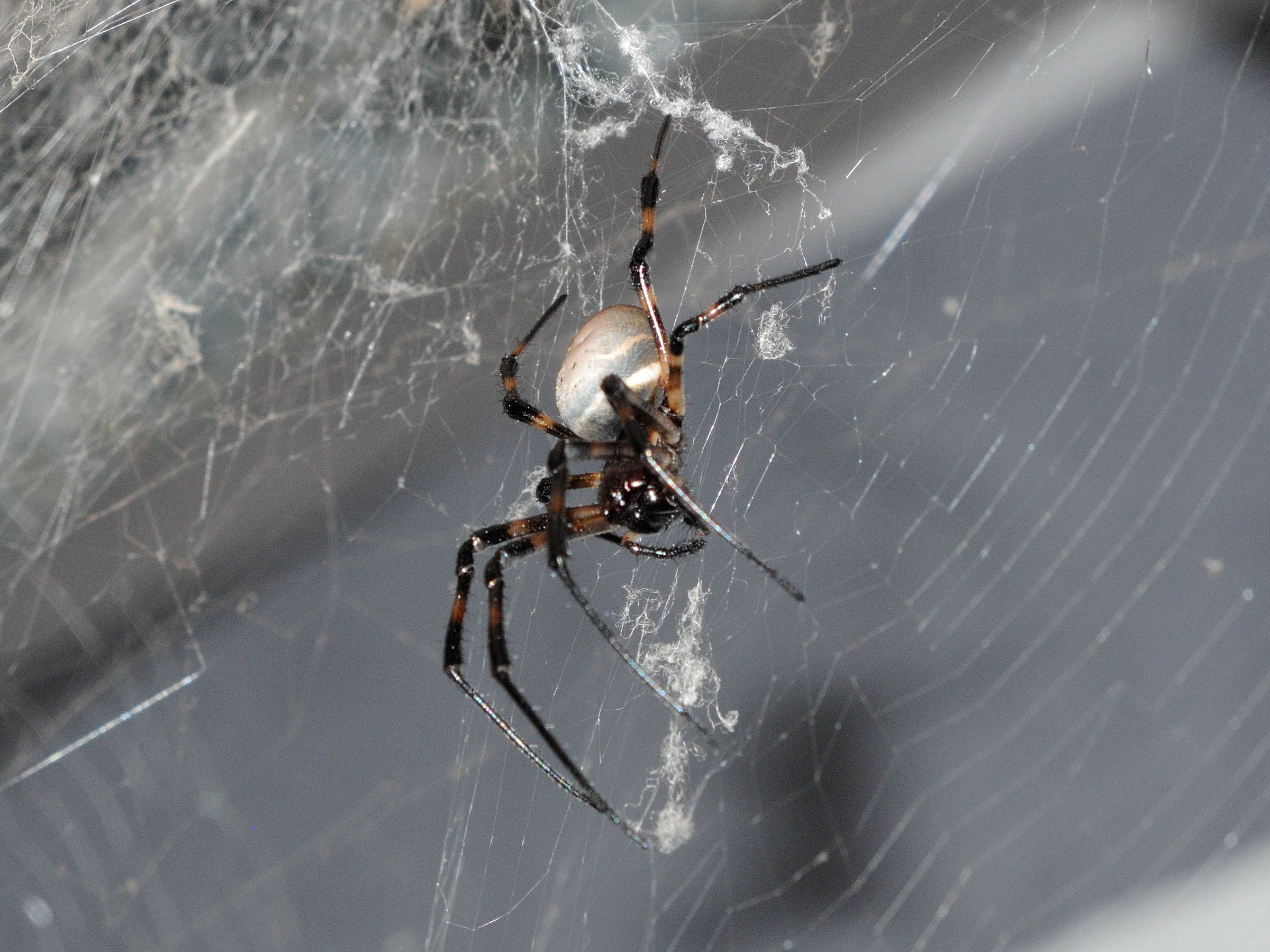 nephilingis_livida3md