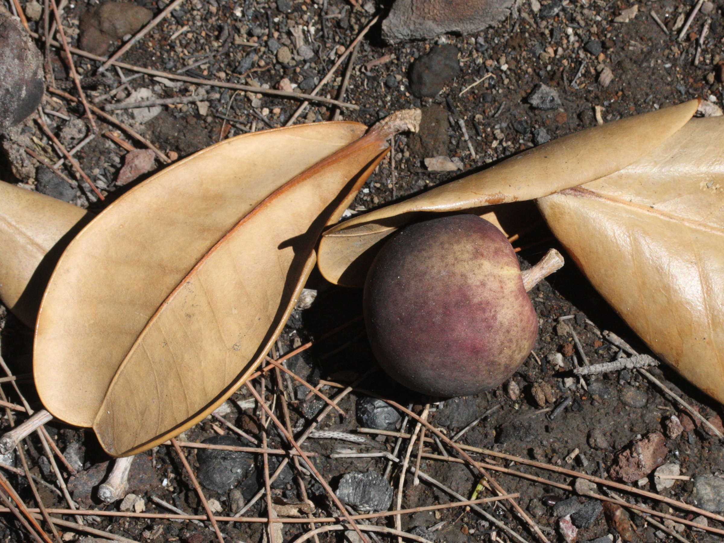 noronhia_emarginata9md