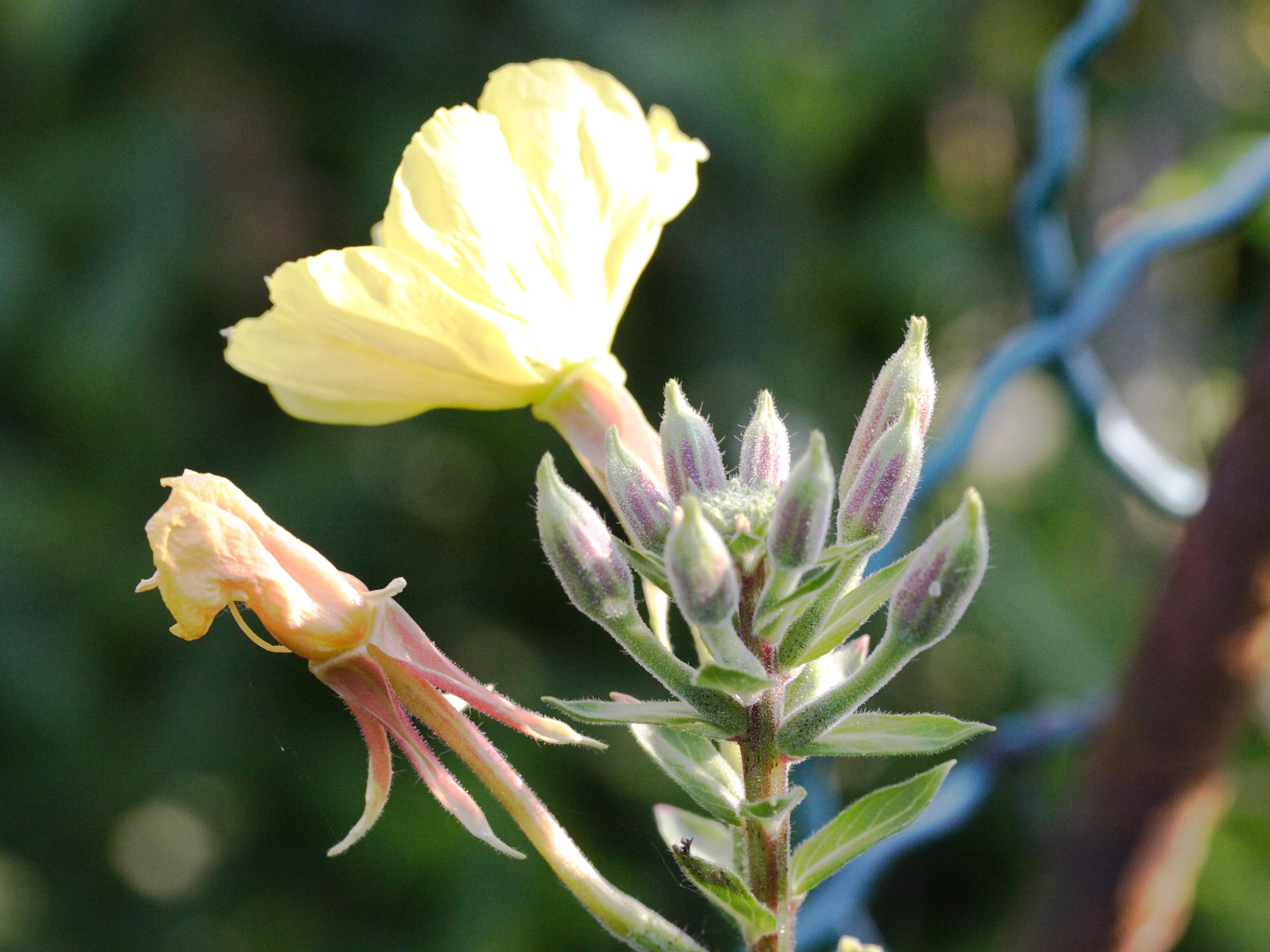 Afficher le média oenothera_velutina1md oenothera_velutina1md