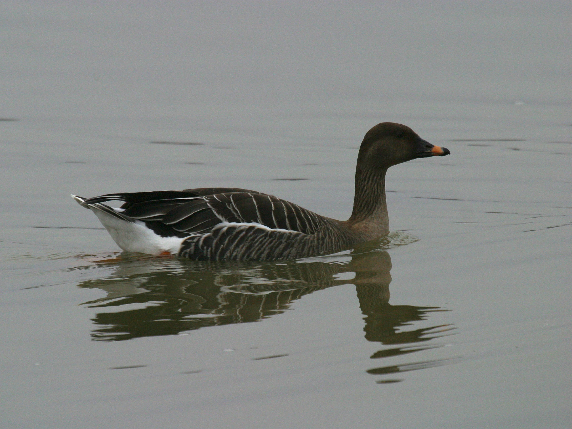 oie_des_moissons_-_anser_fabalis1bd