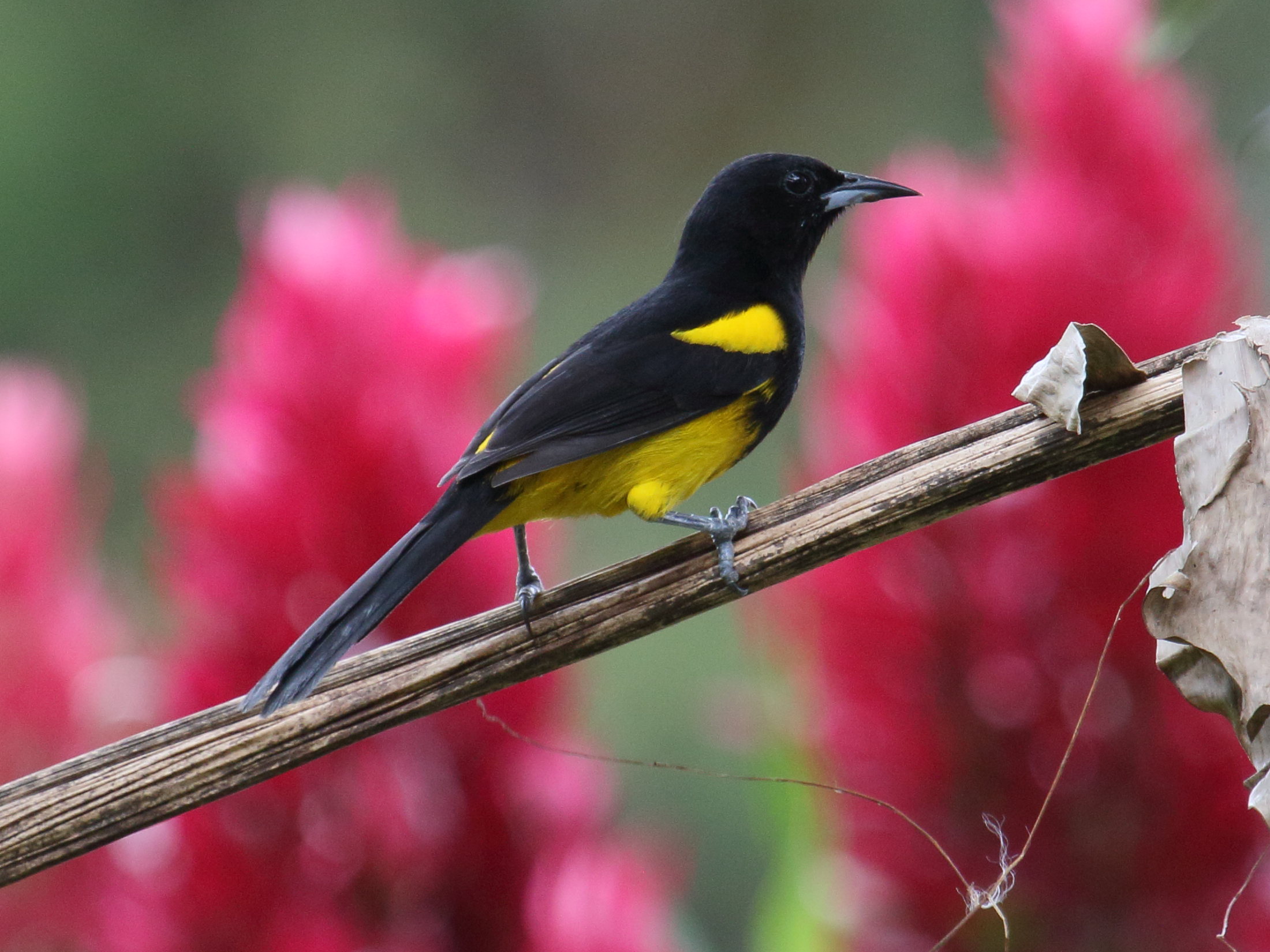 oriole_monacal_-_icterus_prosthemelas1bd