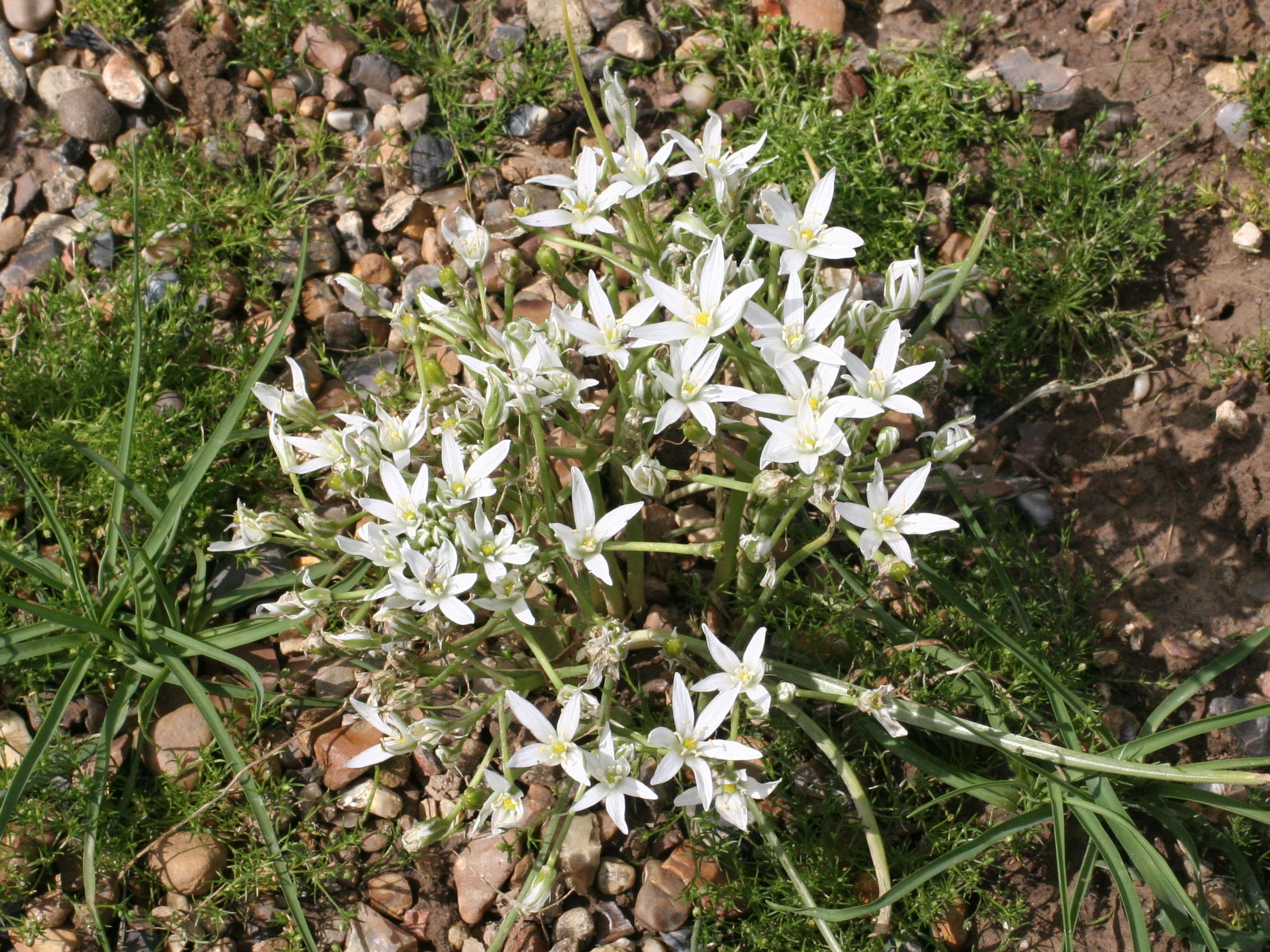 Afficher le média ornithogalum_umbellatum1md ornithogalum_umbellatum1md