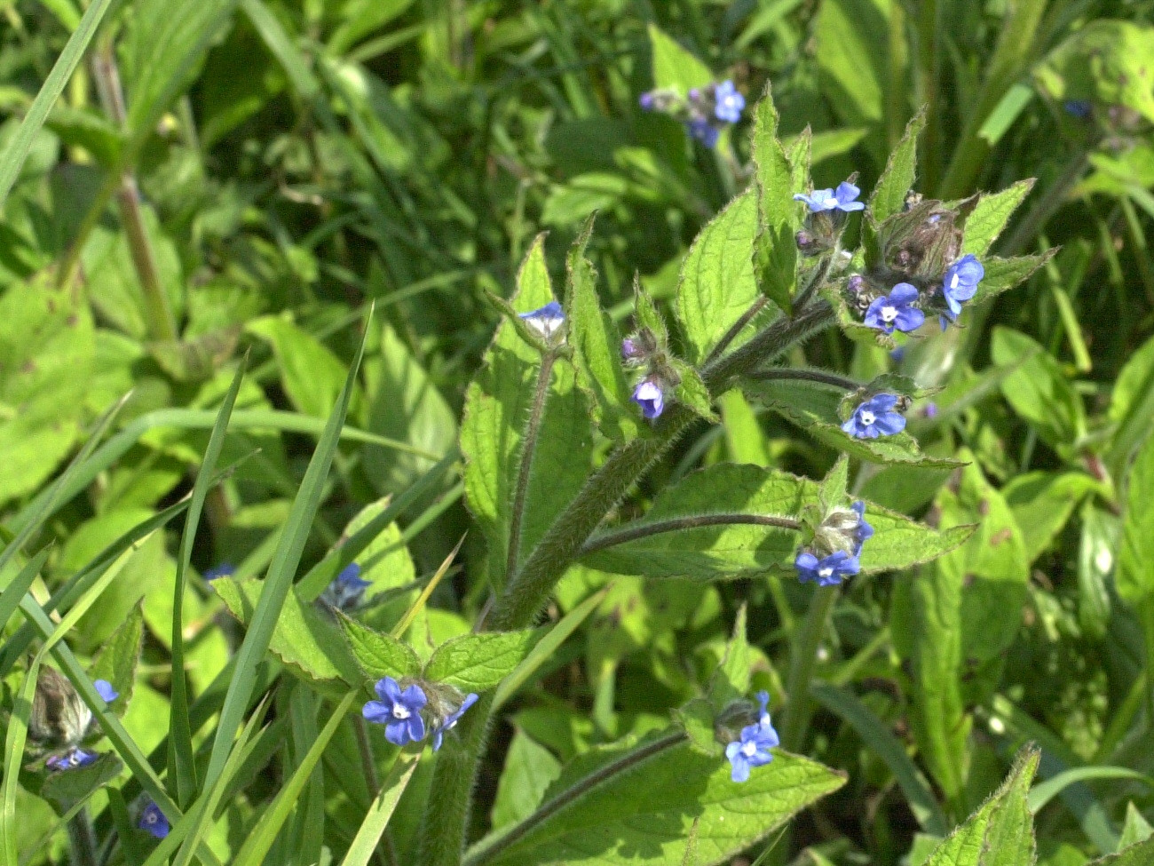 pentaglottis_sempervirens2md