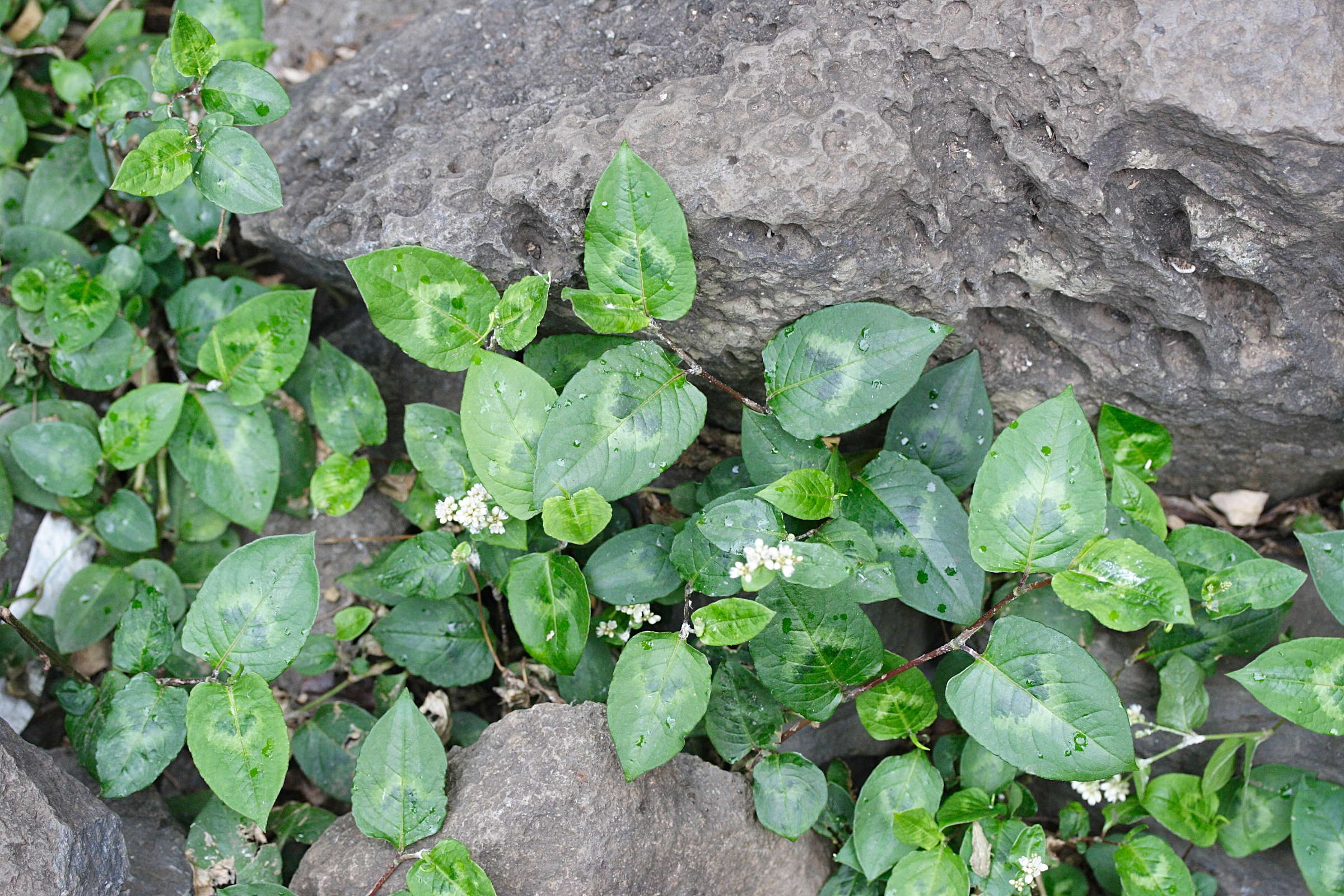 persicaria_chinensis6md