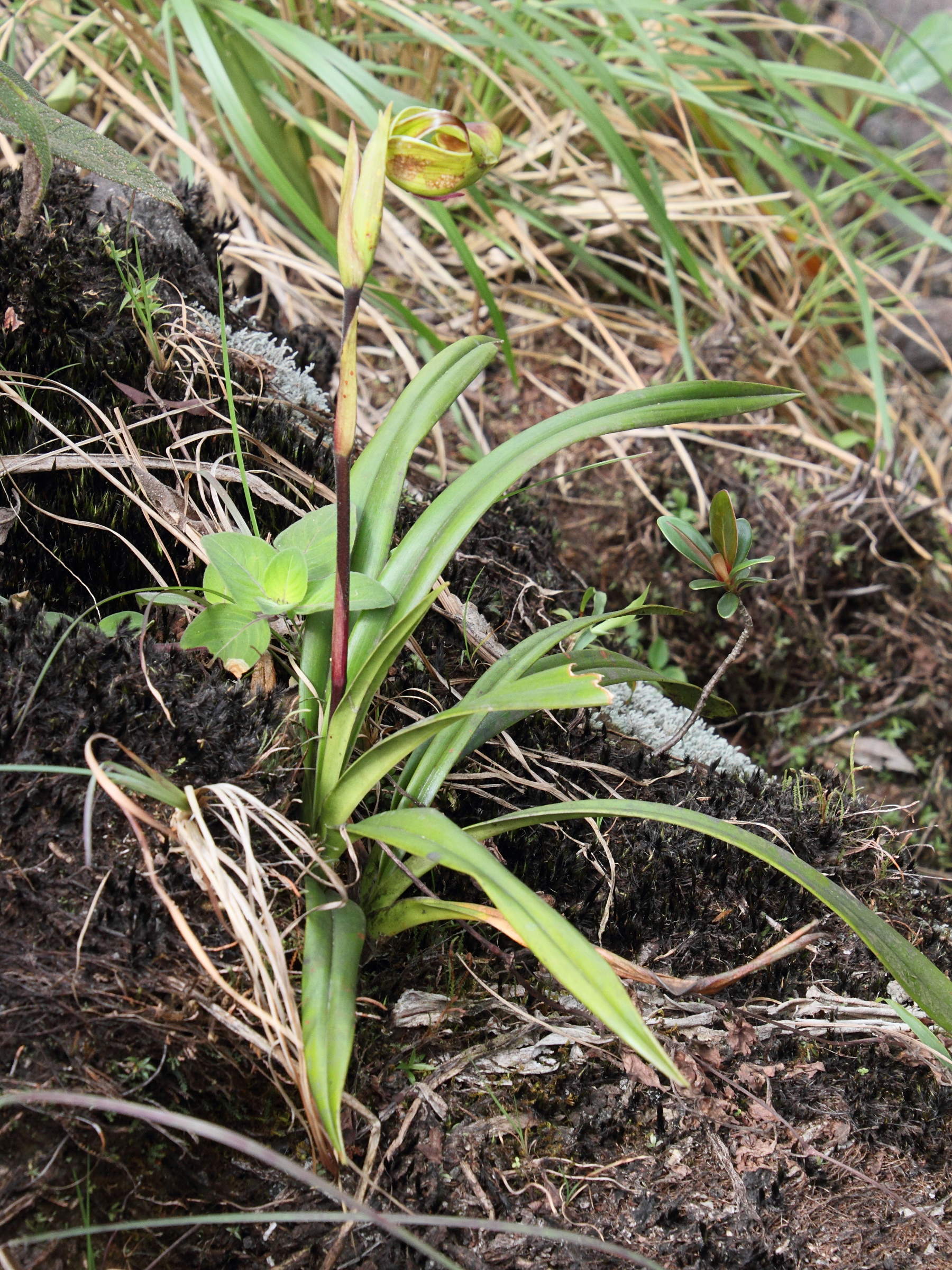 phragmipedium_longifolium6md