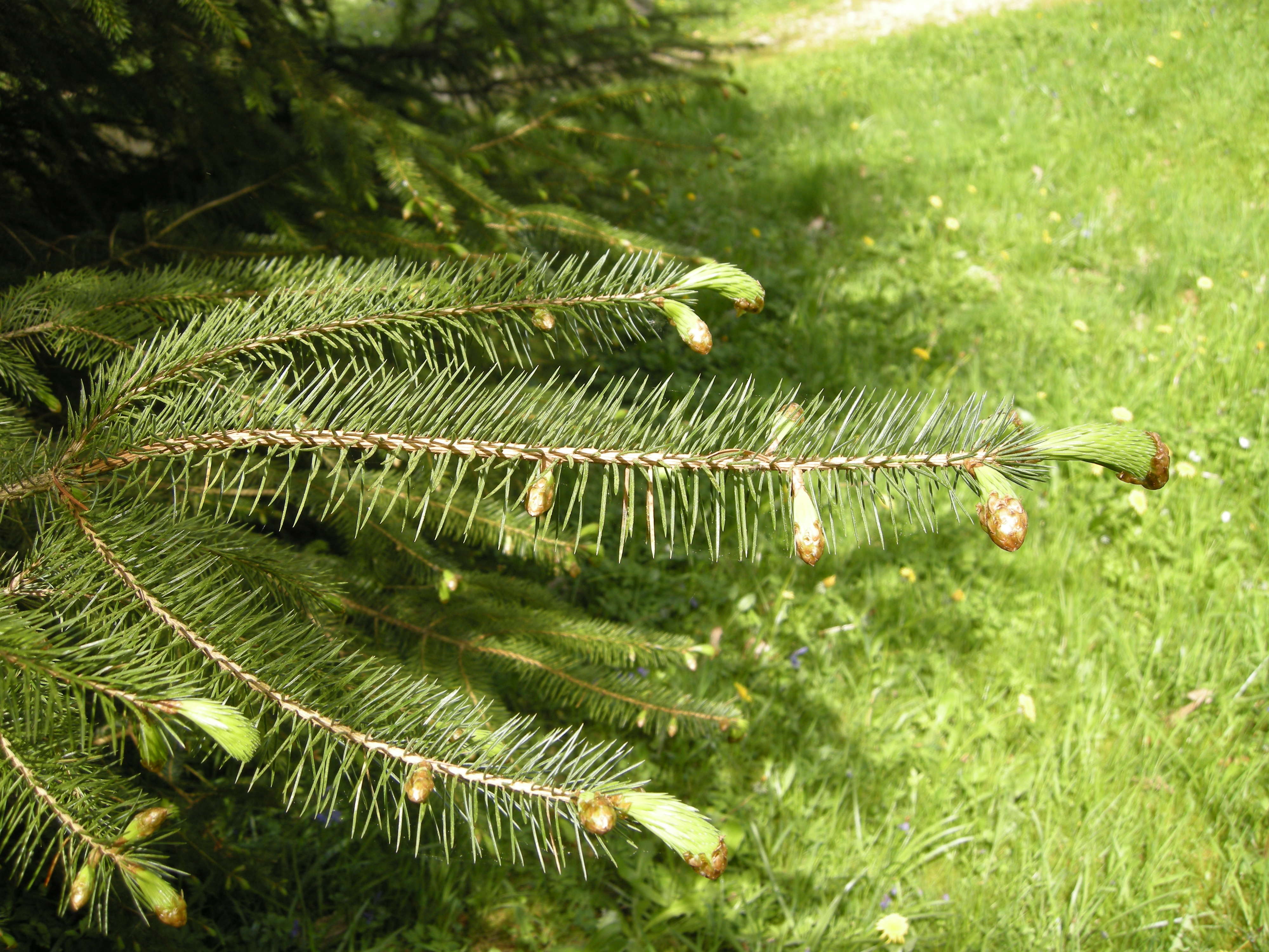 picea_sitchensis2md