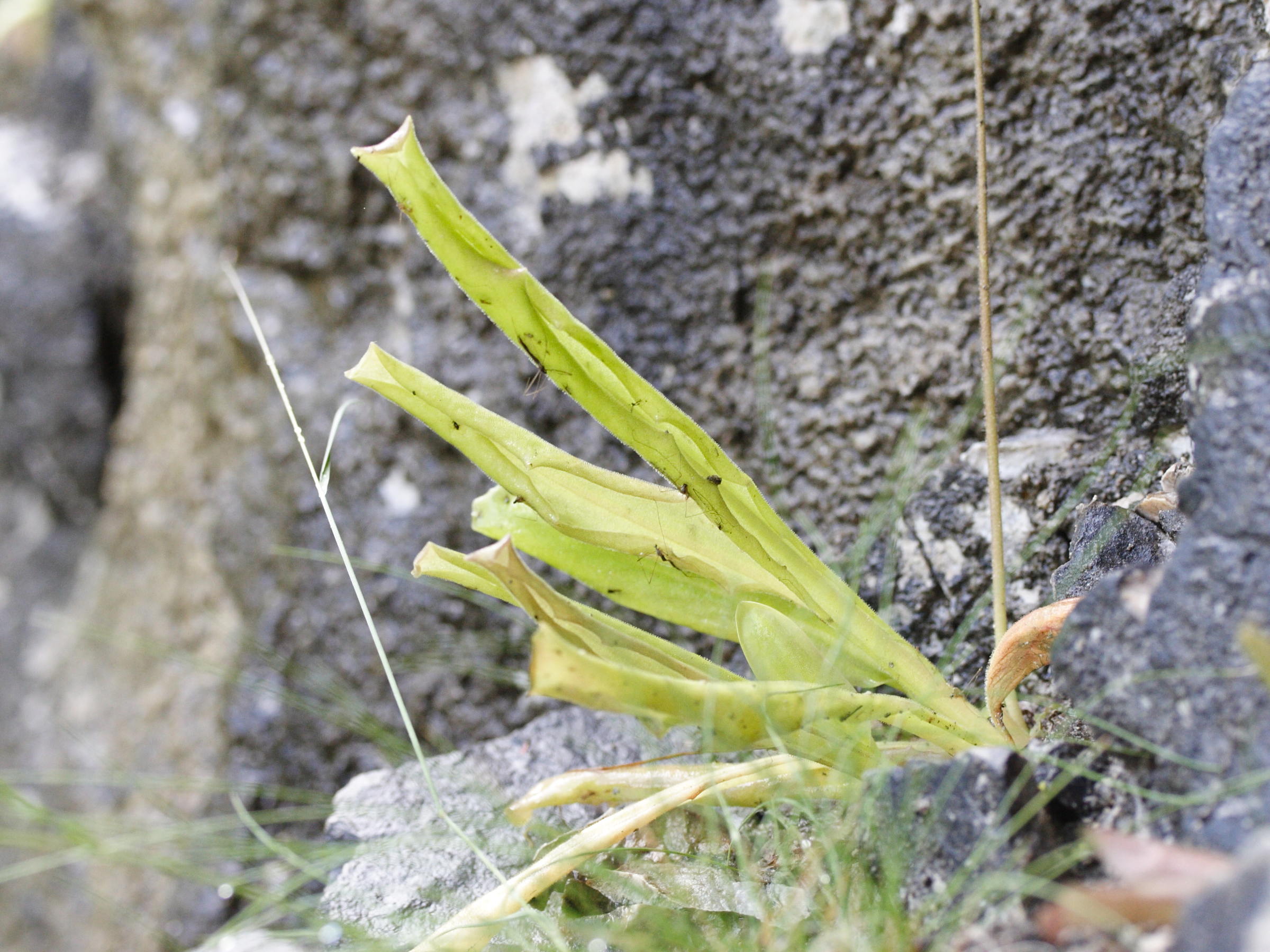 pinguicula_longifolia3md