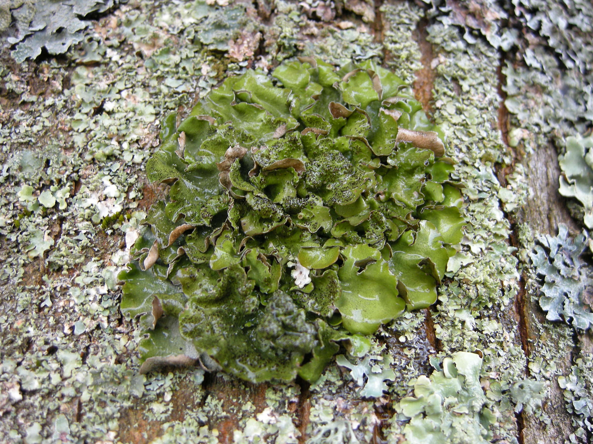 pleurosticta_acetabulum1md