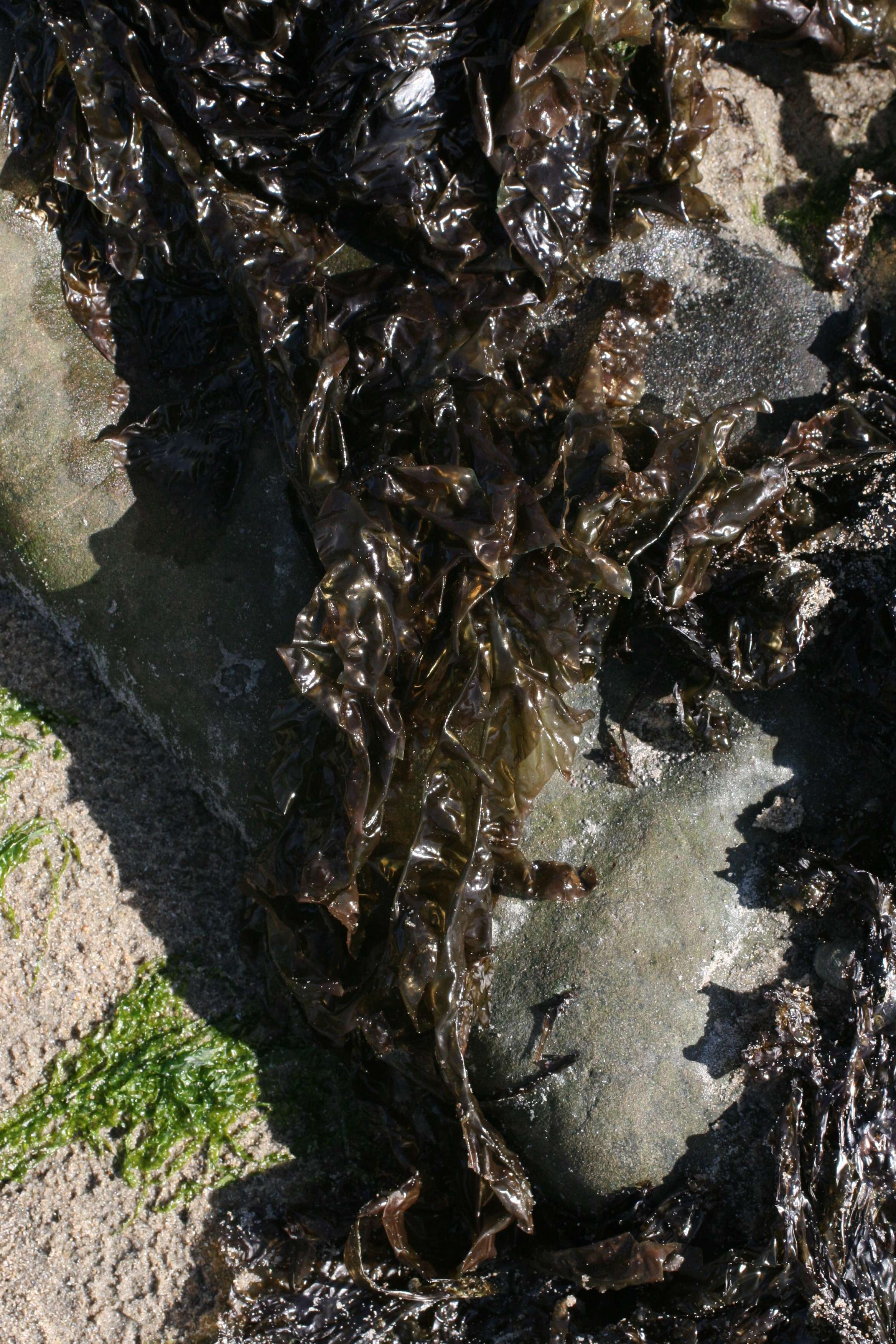 porphyra_dioica2md