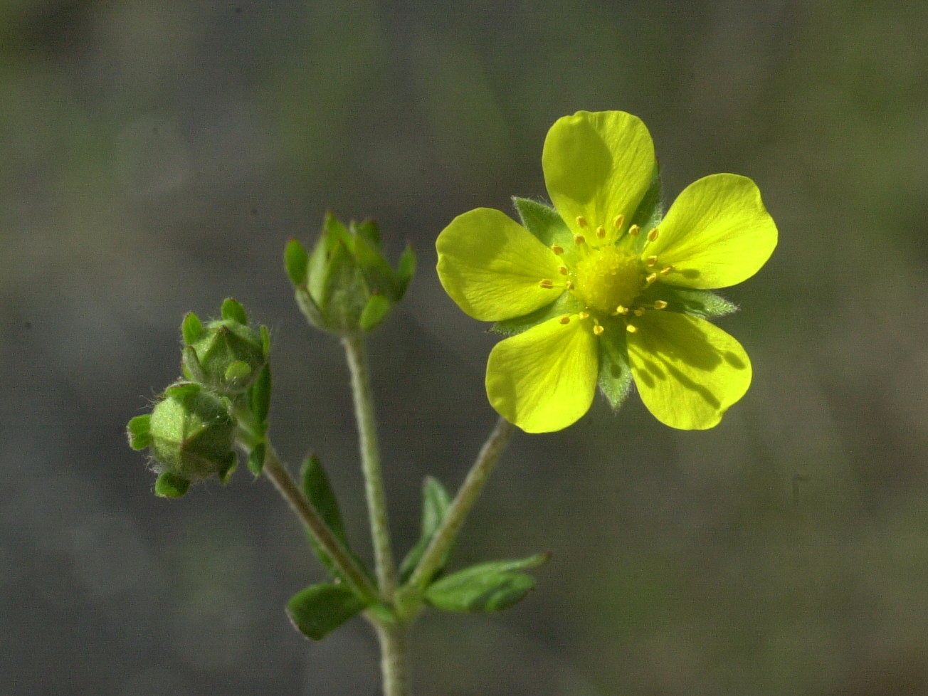 potentilla_inclinata2md
