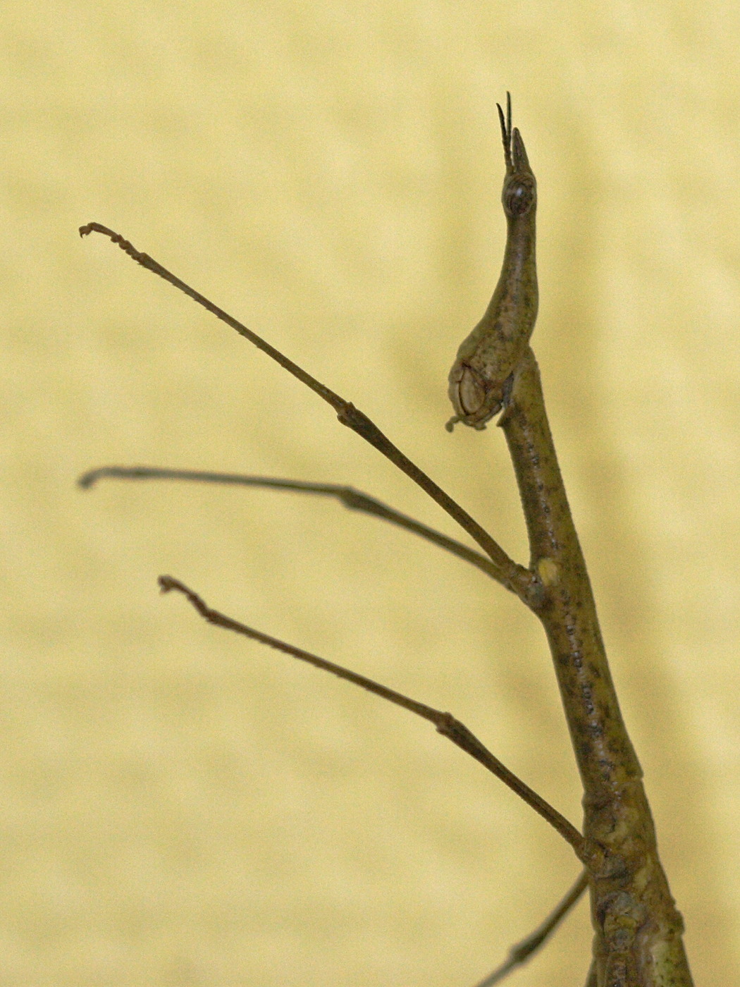 prosarthria_teretrirostris2md