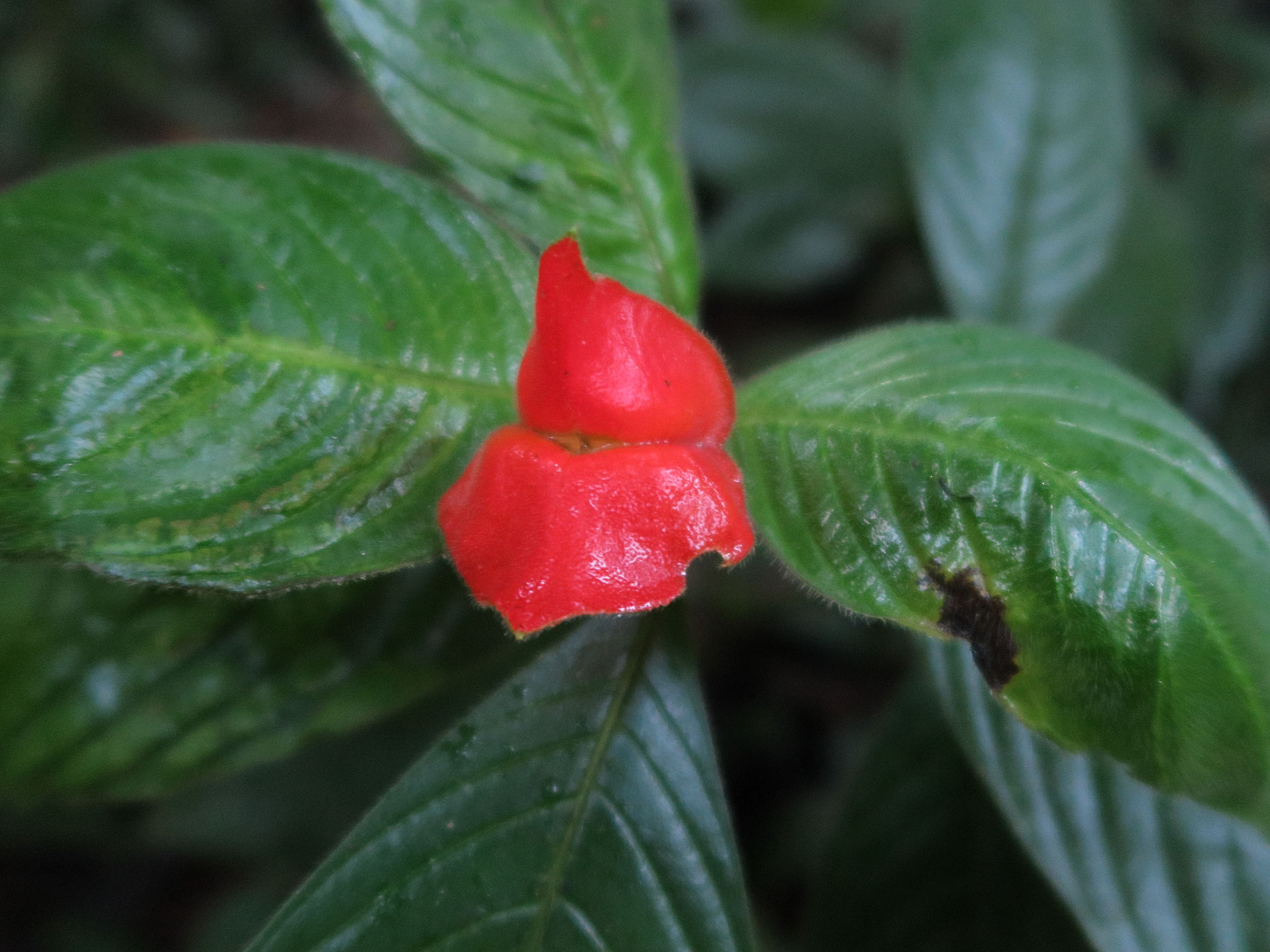 Afficher le média Psychotria_poeppigiana Psychotria_poeppigiana