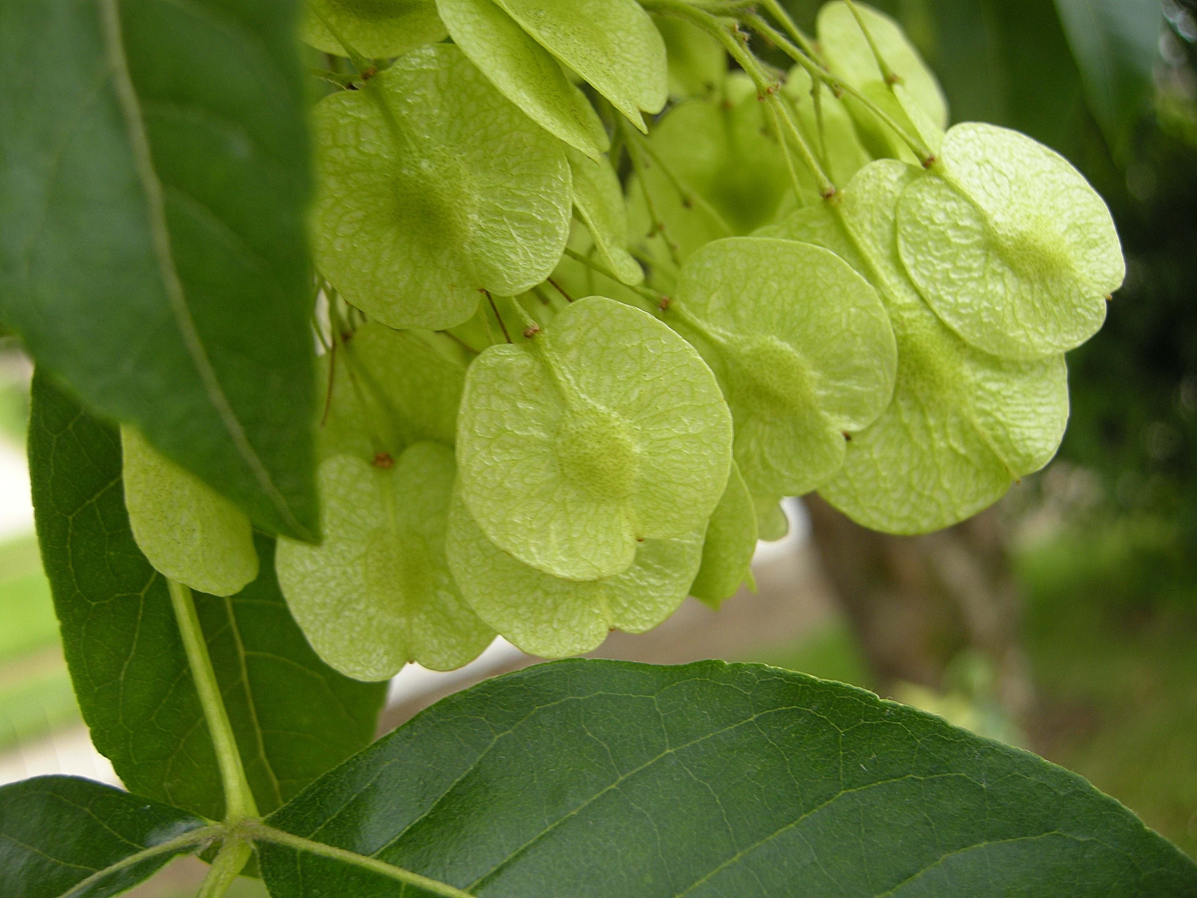 ptelea_trifoliata3bd