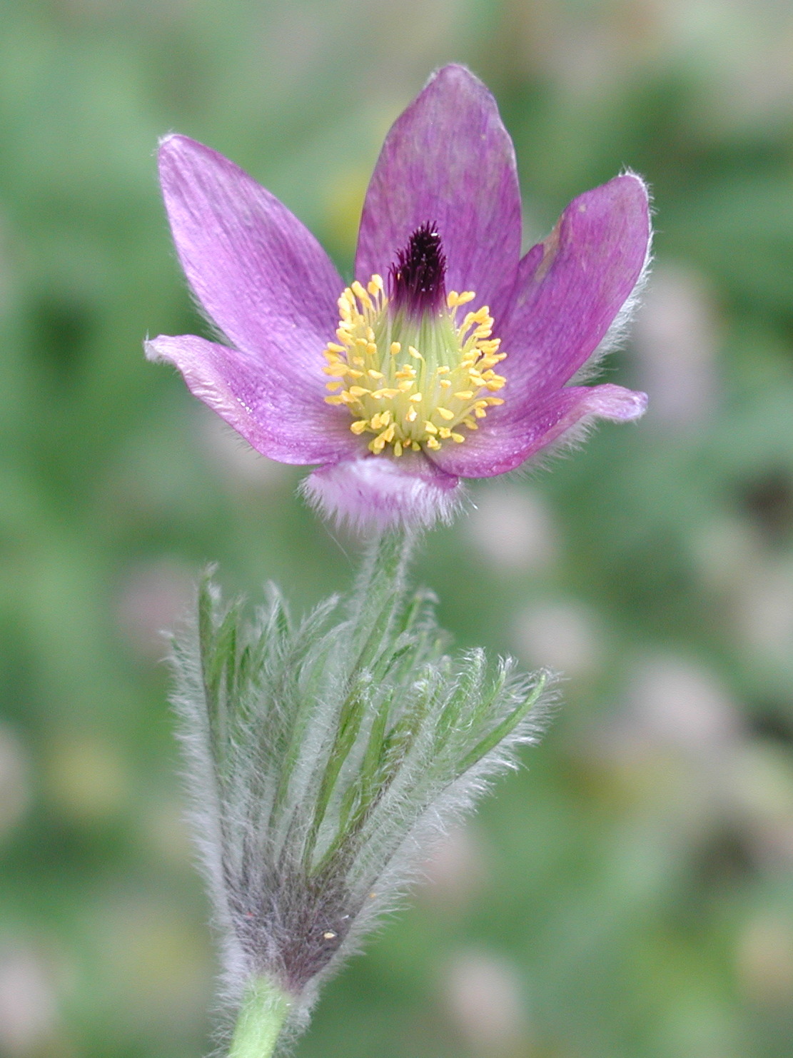 pulsatilla_vulgaris3md