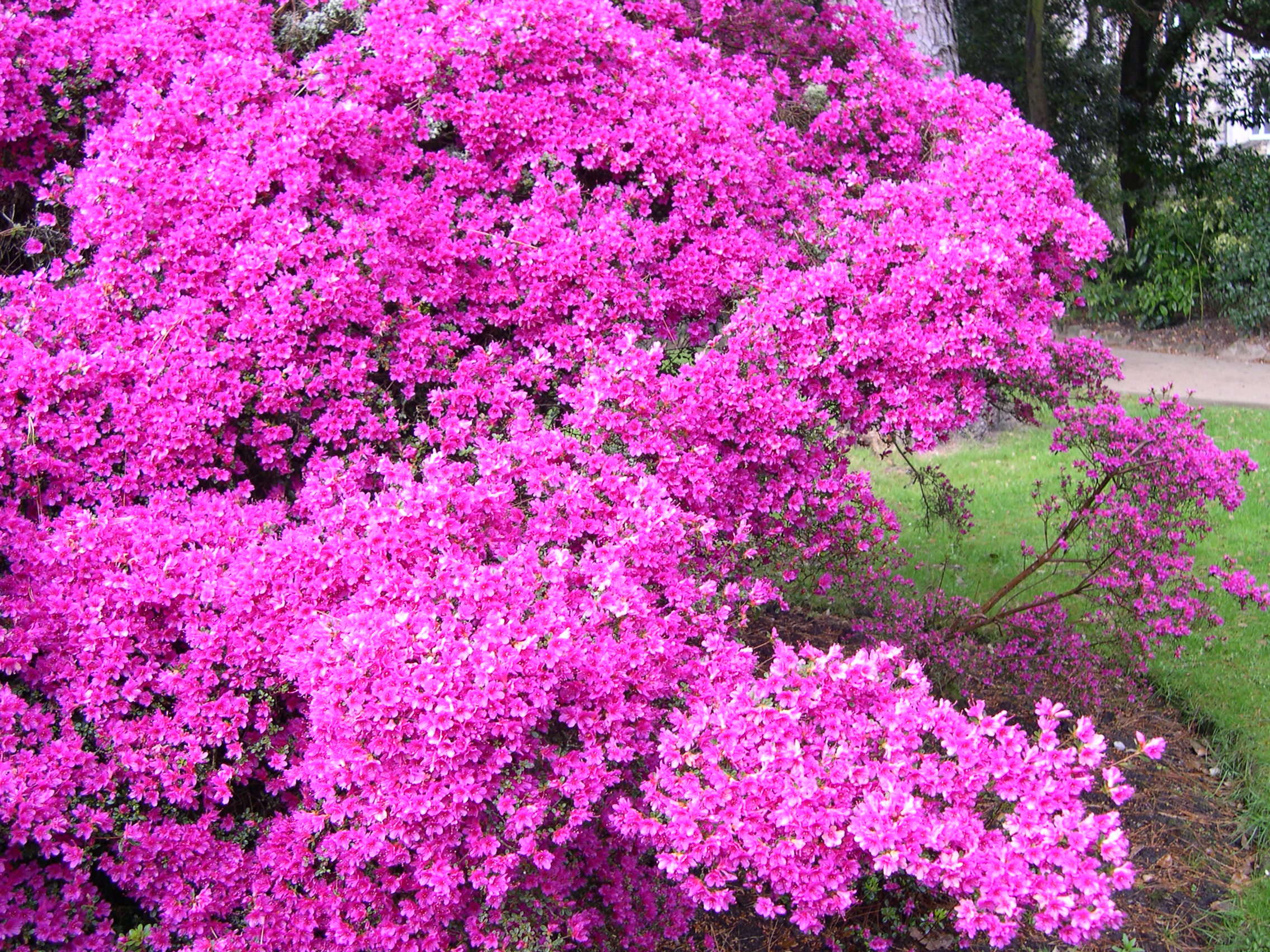 Afficher le média rhododendron_kiusianum_amoena1md rhododendron_kiusianum_amoena1md