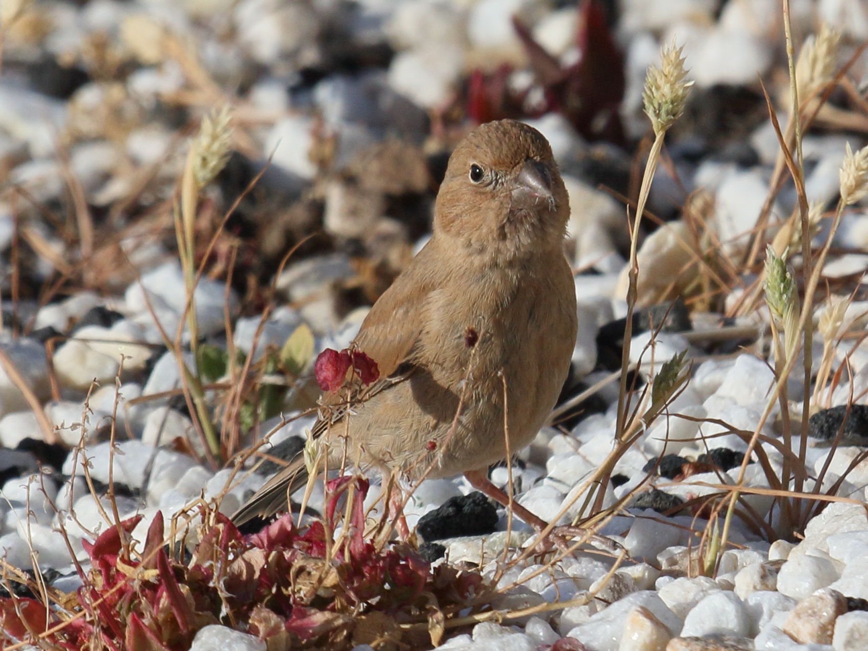 roselin_githagine_-_bucanetes_githagineus4bd