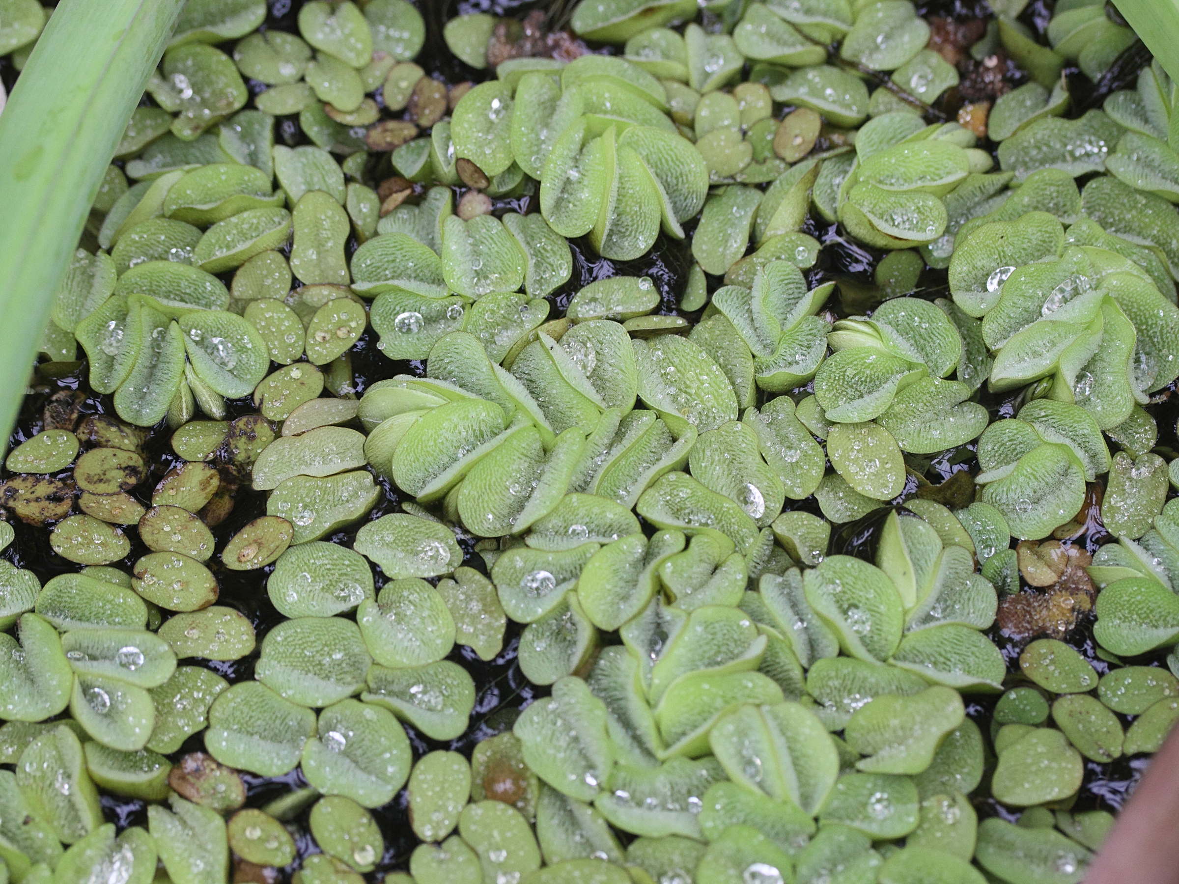Afficher le média salvinia_auriculata1md salvinia_auriculata1md