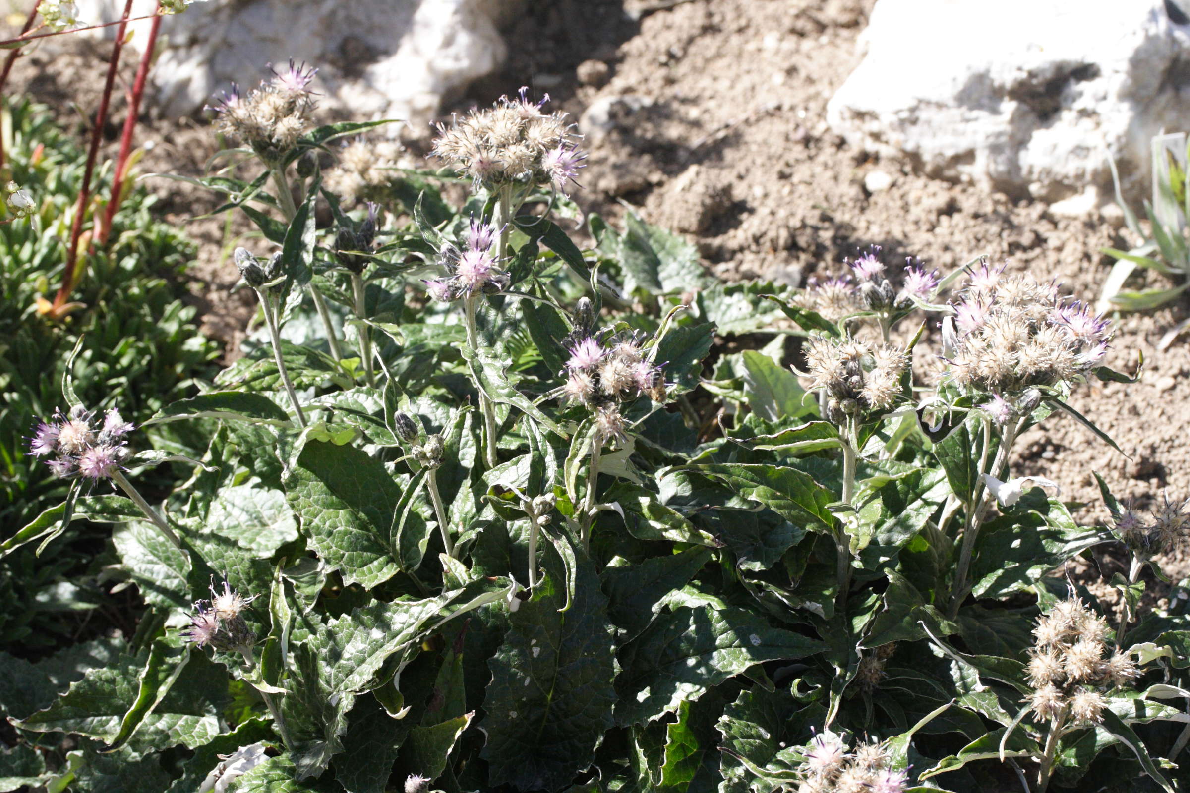 saussurea_discolor1md