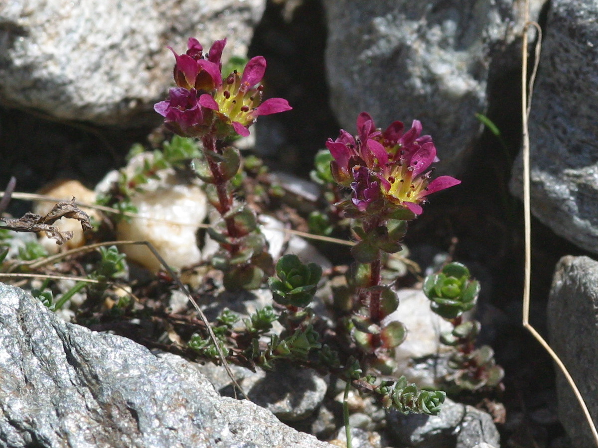 saxifraga_biflora3bd