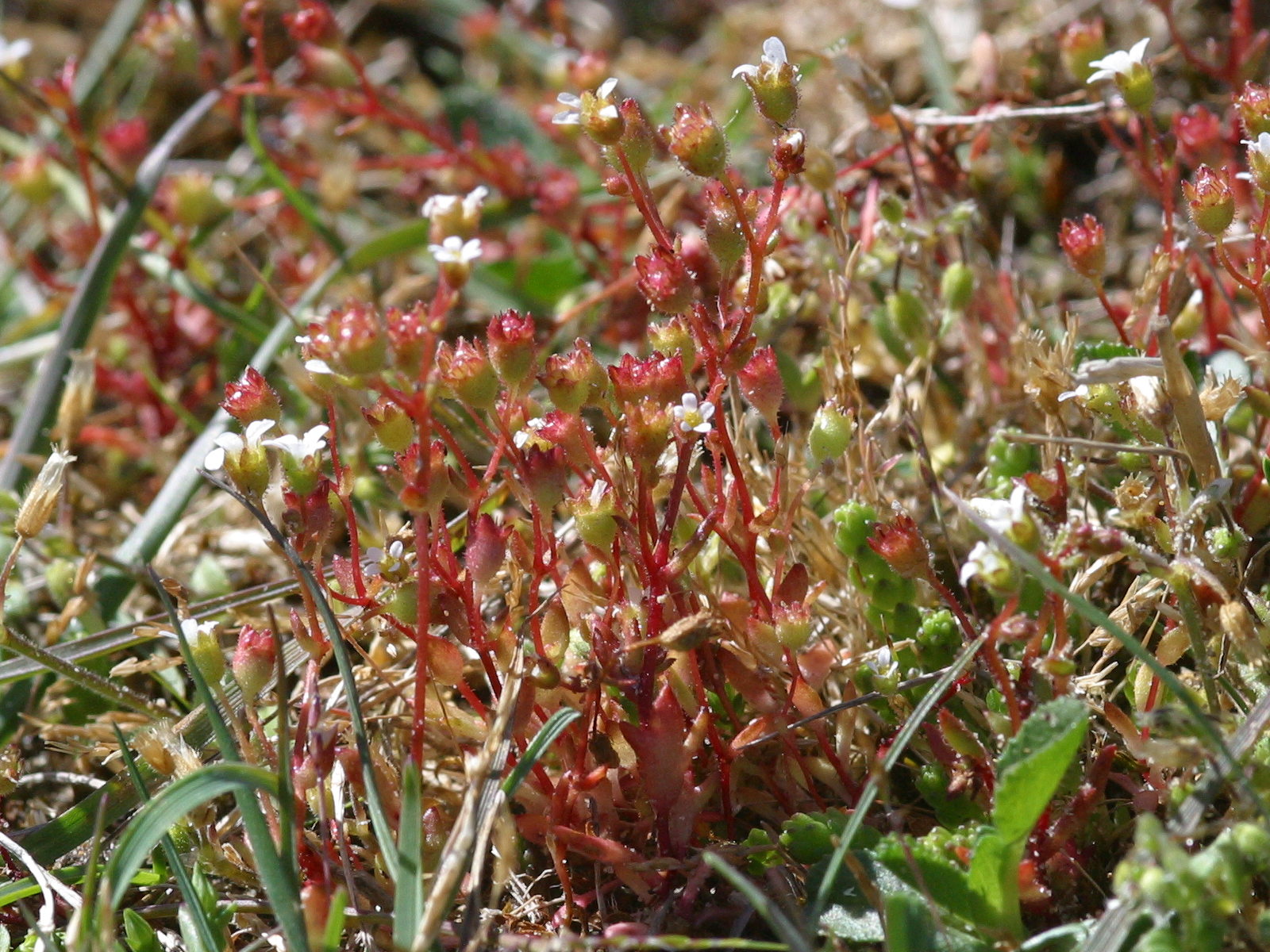 saxifraga_tridactylites2md