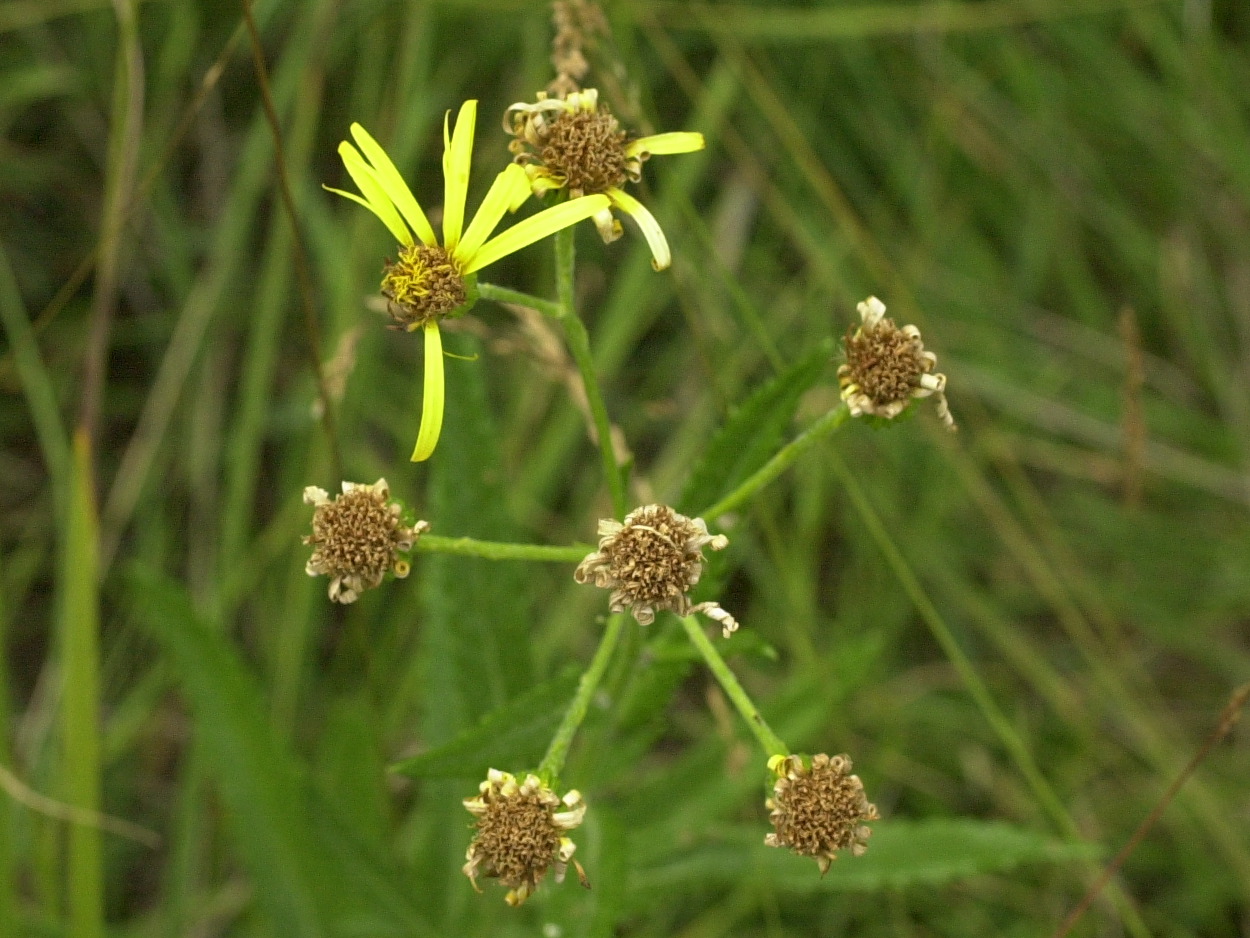 senecio_paludosus3md
