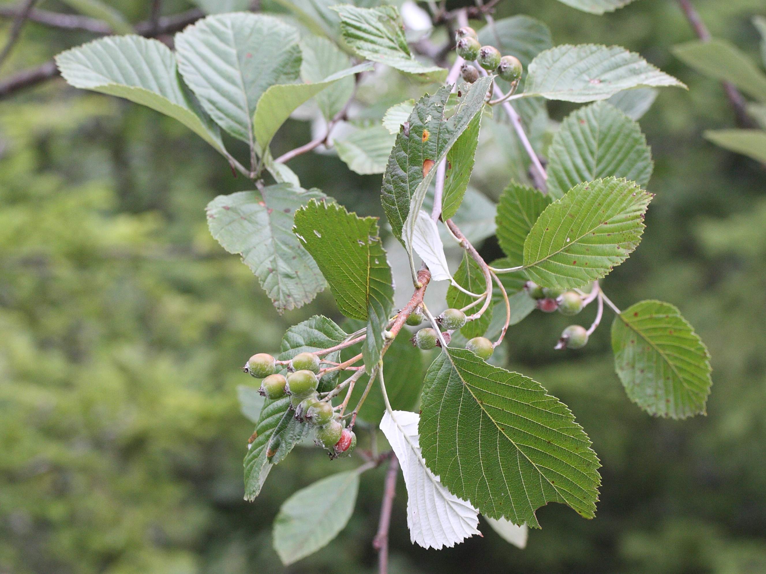 Sorbus_aria