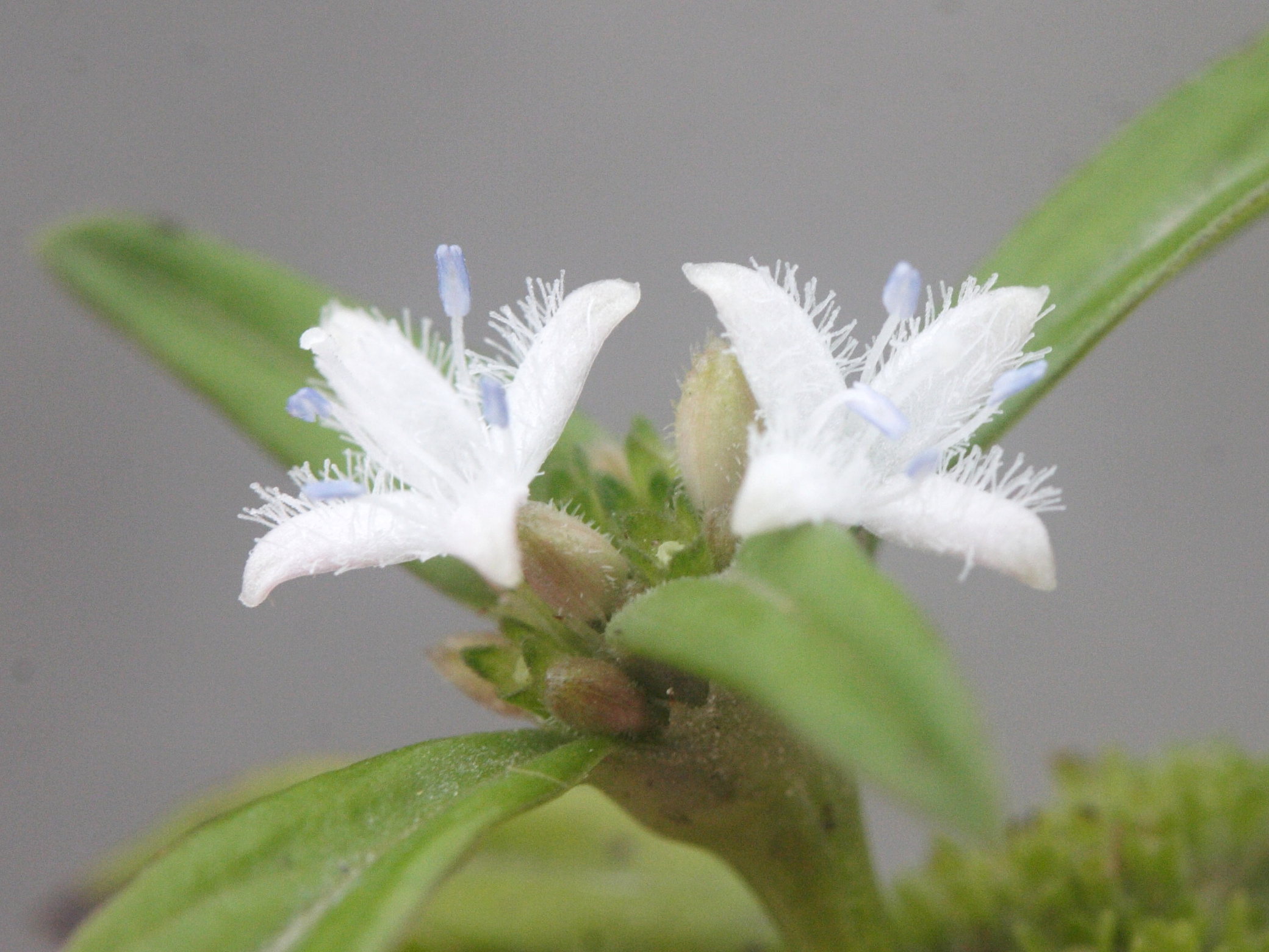 Afficher le média spermacoce_assurgens4md spermacoce_assurgens4md