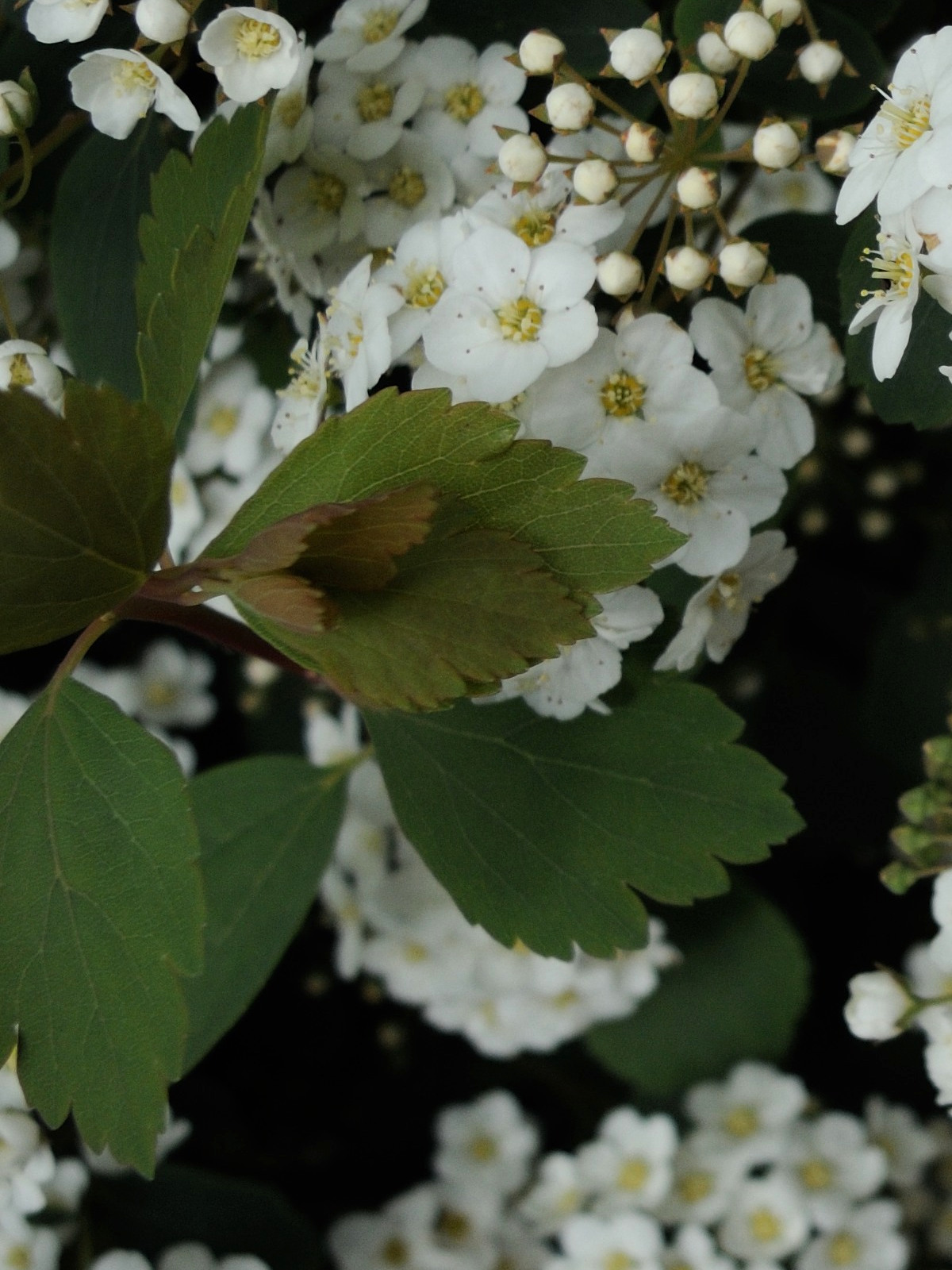 spiraea_x_vanhouttei3md