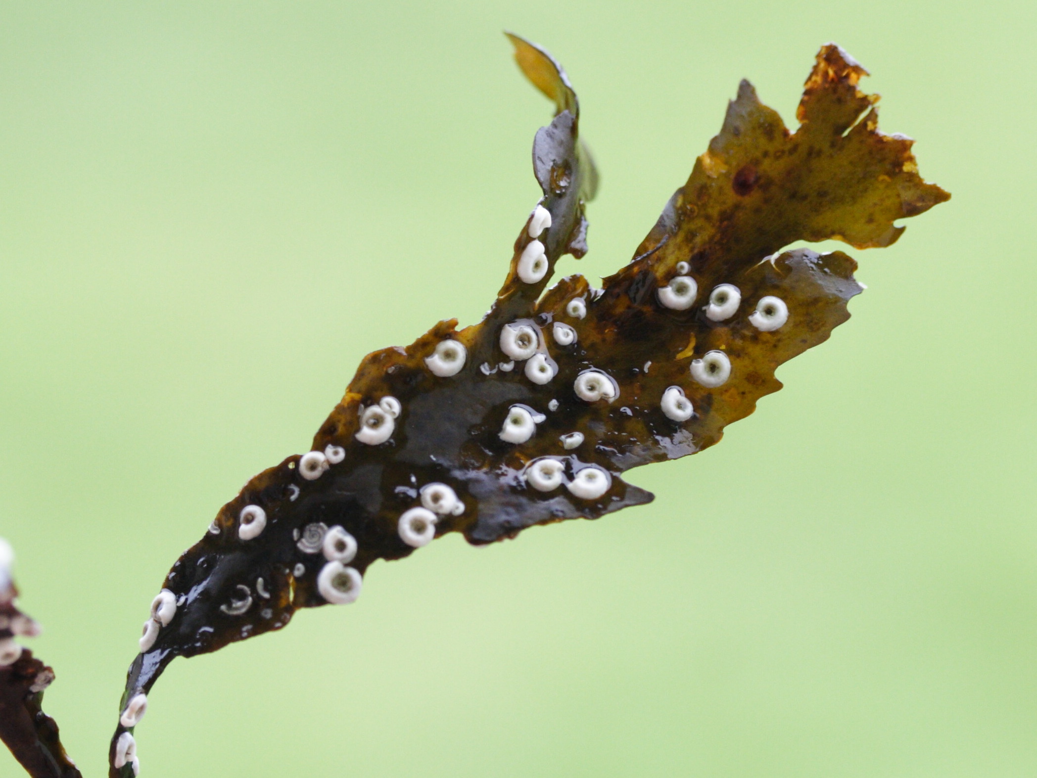 spirorbis_spirorbis3md