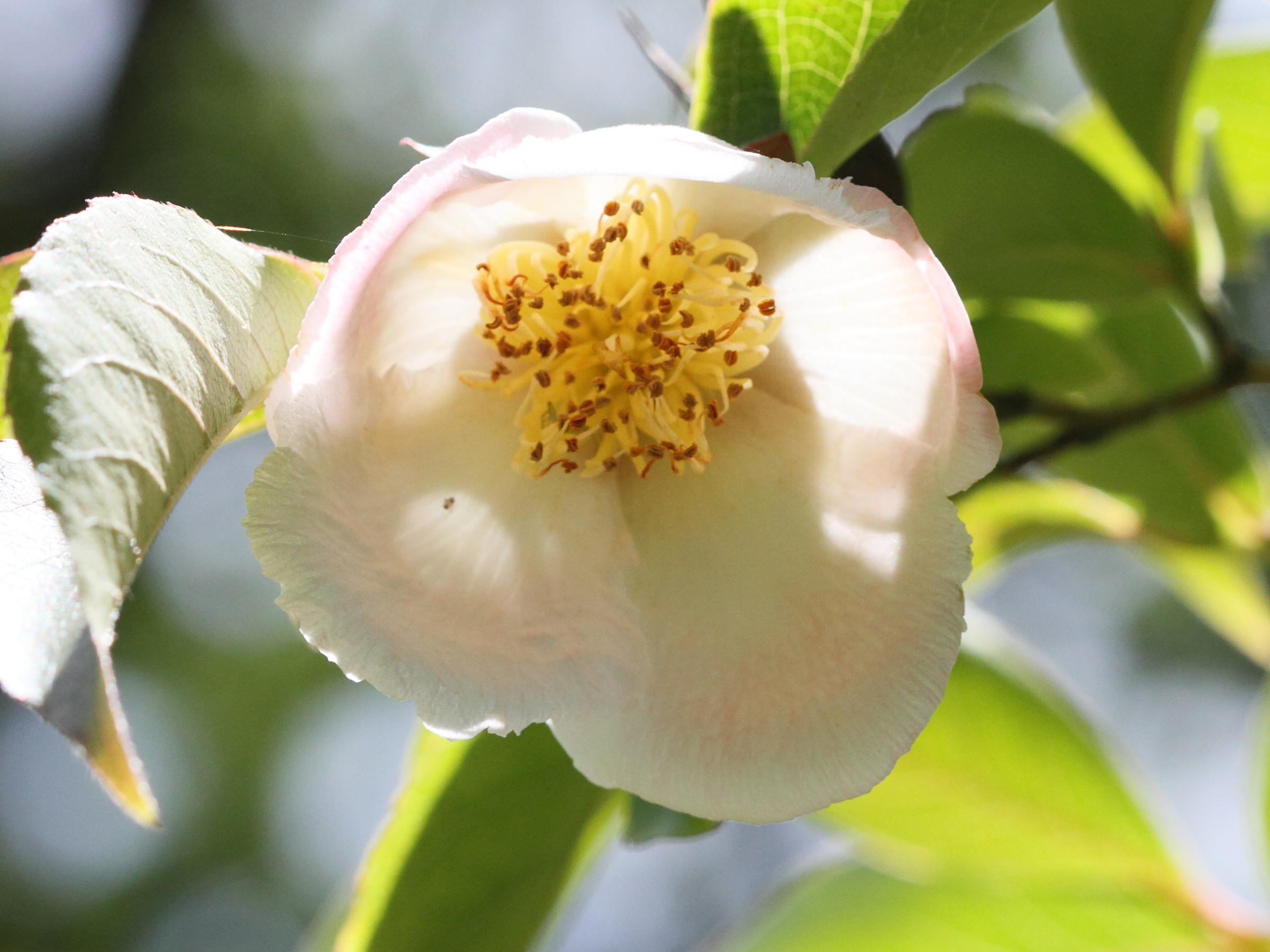 stewartia_rostrata3bd