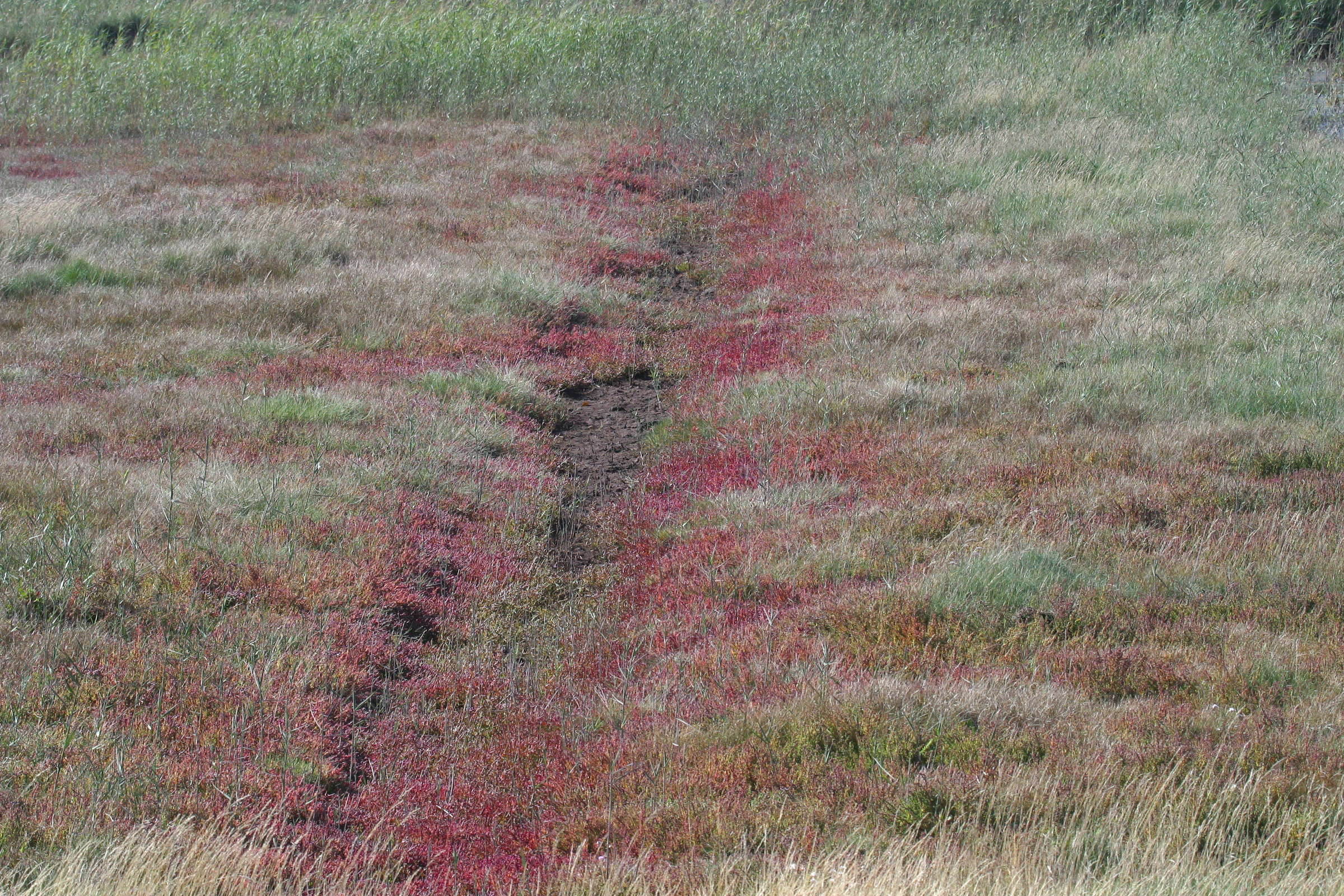 Afficher le média suaeda_maritima4bd suaeda_maritima4bd