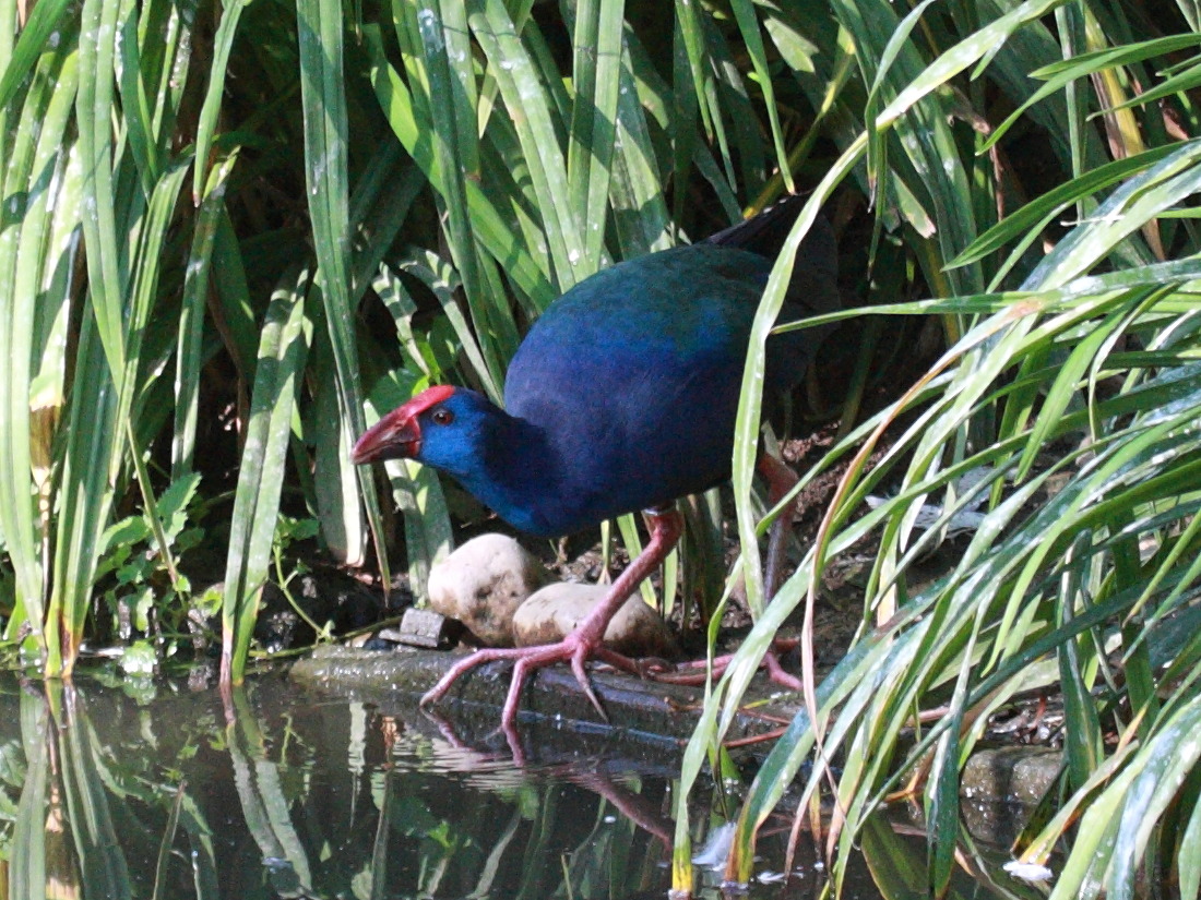 taleve_sultane_-_porphyrio_porphyrio2bd