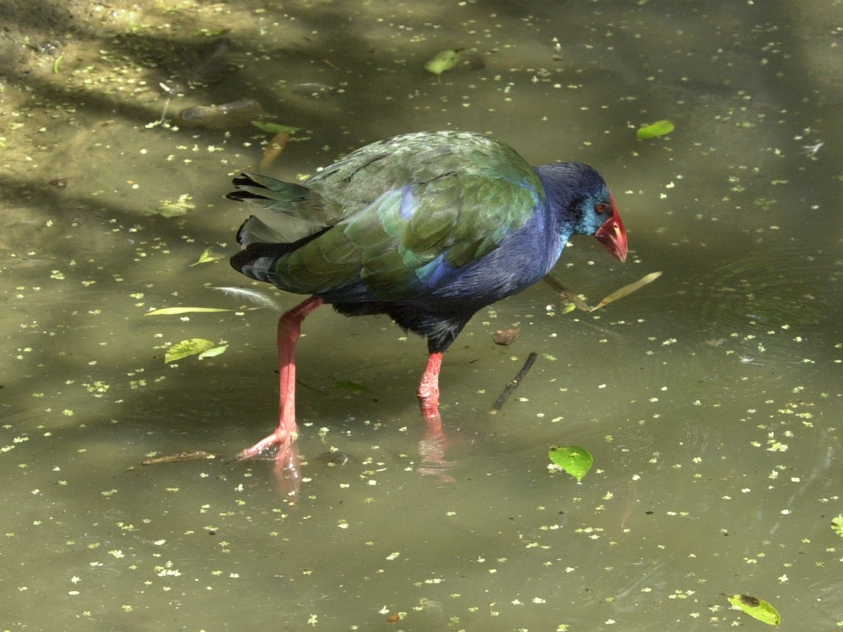 taleve_sultane_-_porphyrio_porphyrio6md