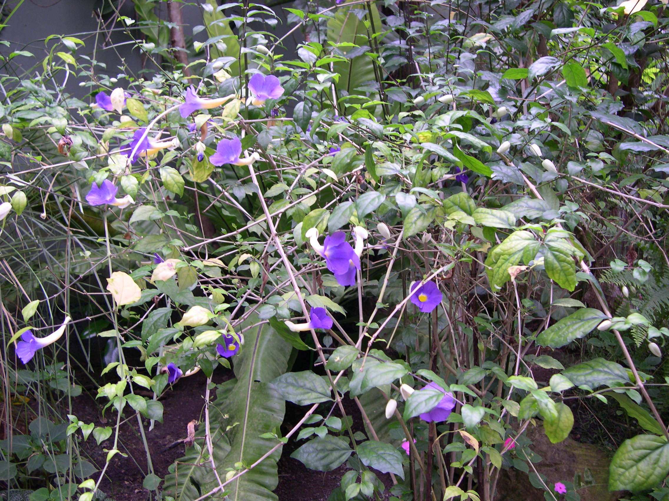 thunbergia_erecta1md