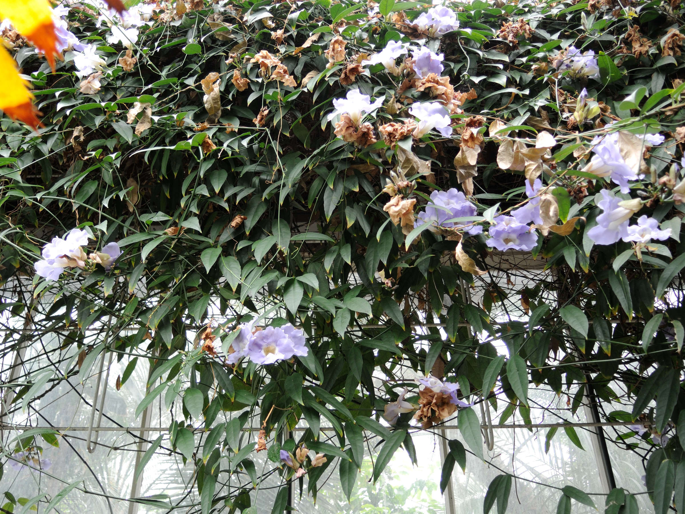 thunbergia_laurifolia1md