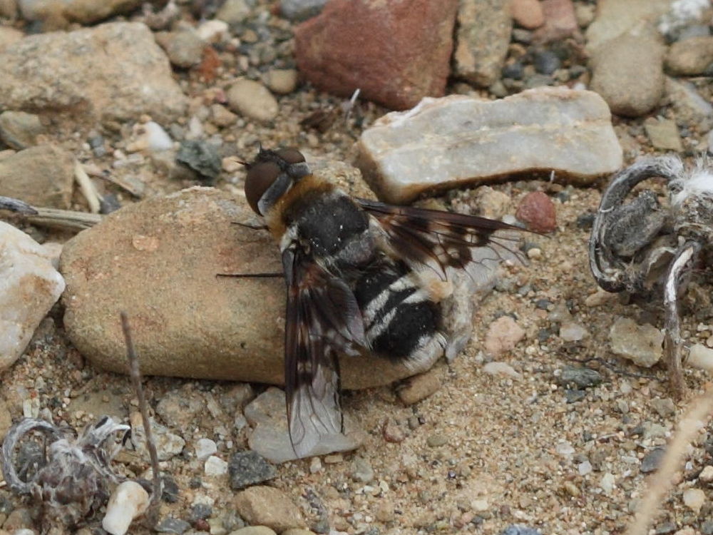 thyridanthrax_perspicillaris2bd