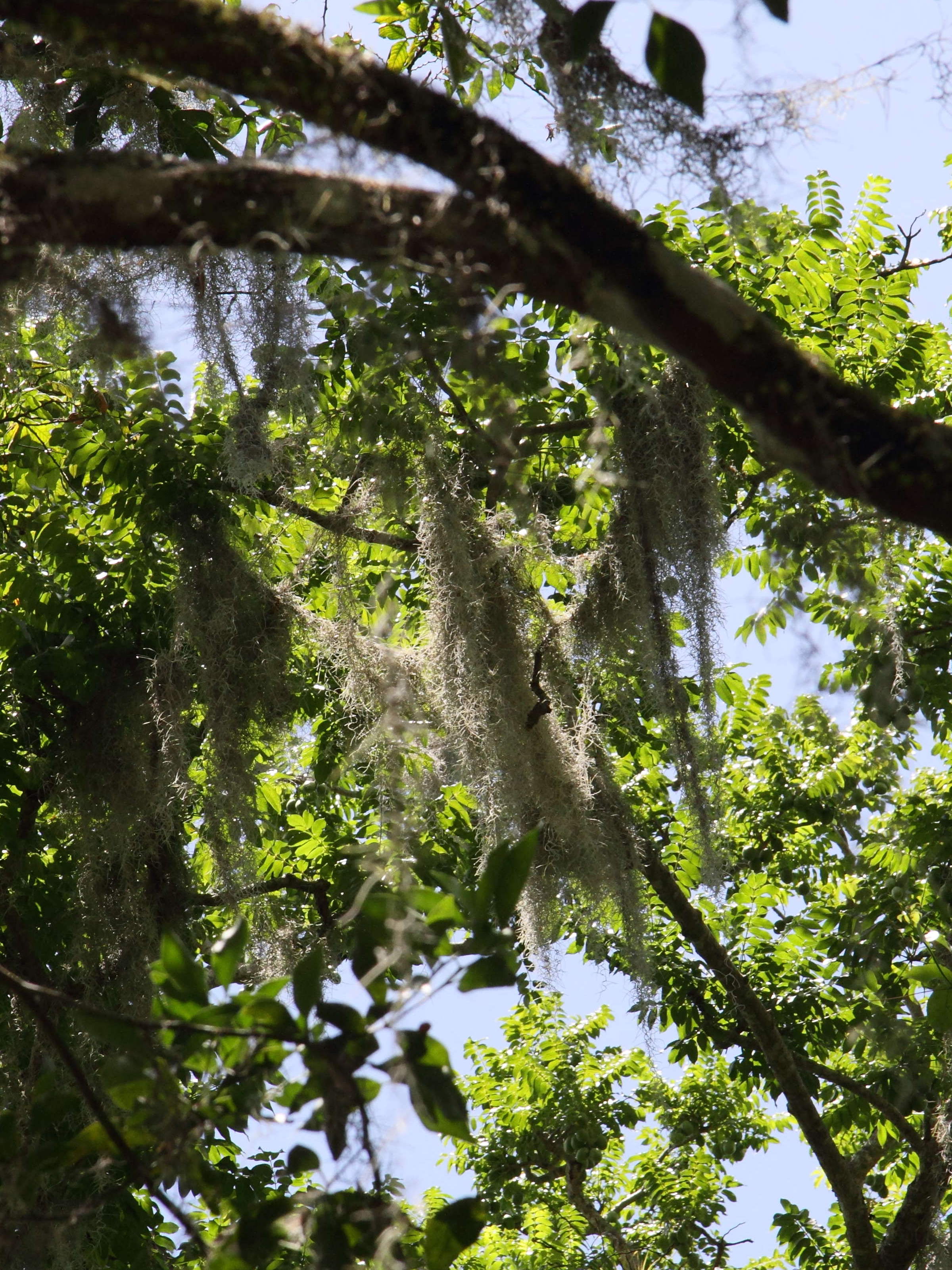 tillandsia_usneoides3bd