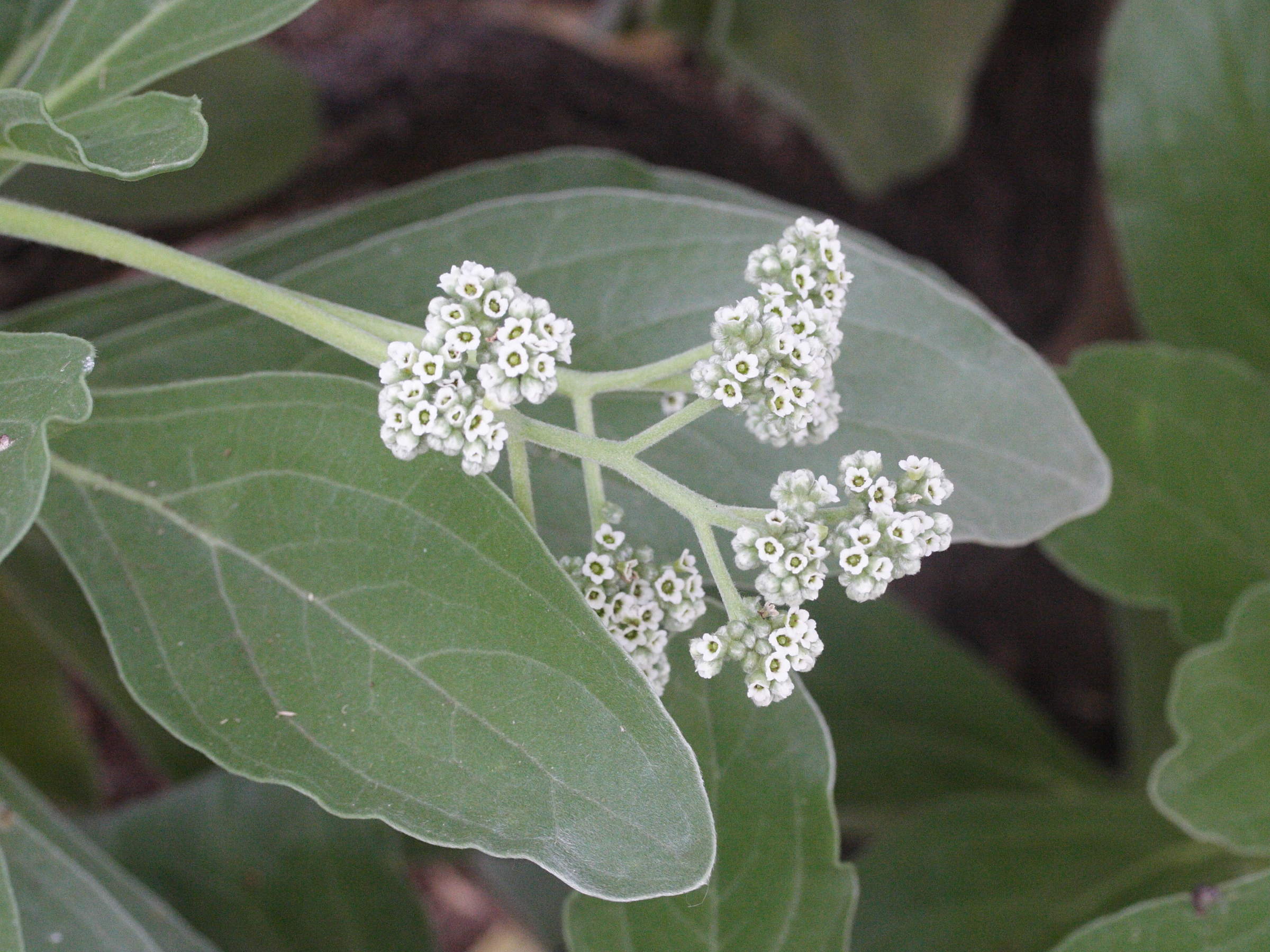 tournefortia_argentea5md