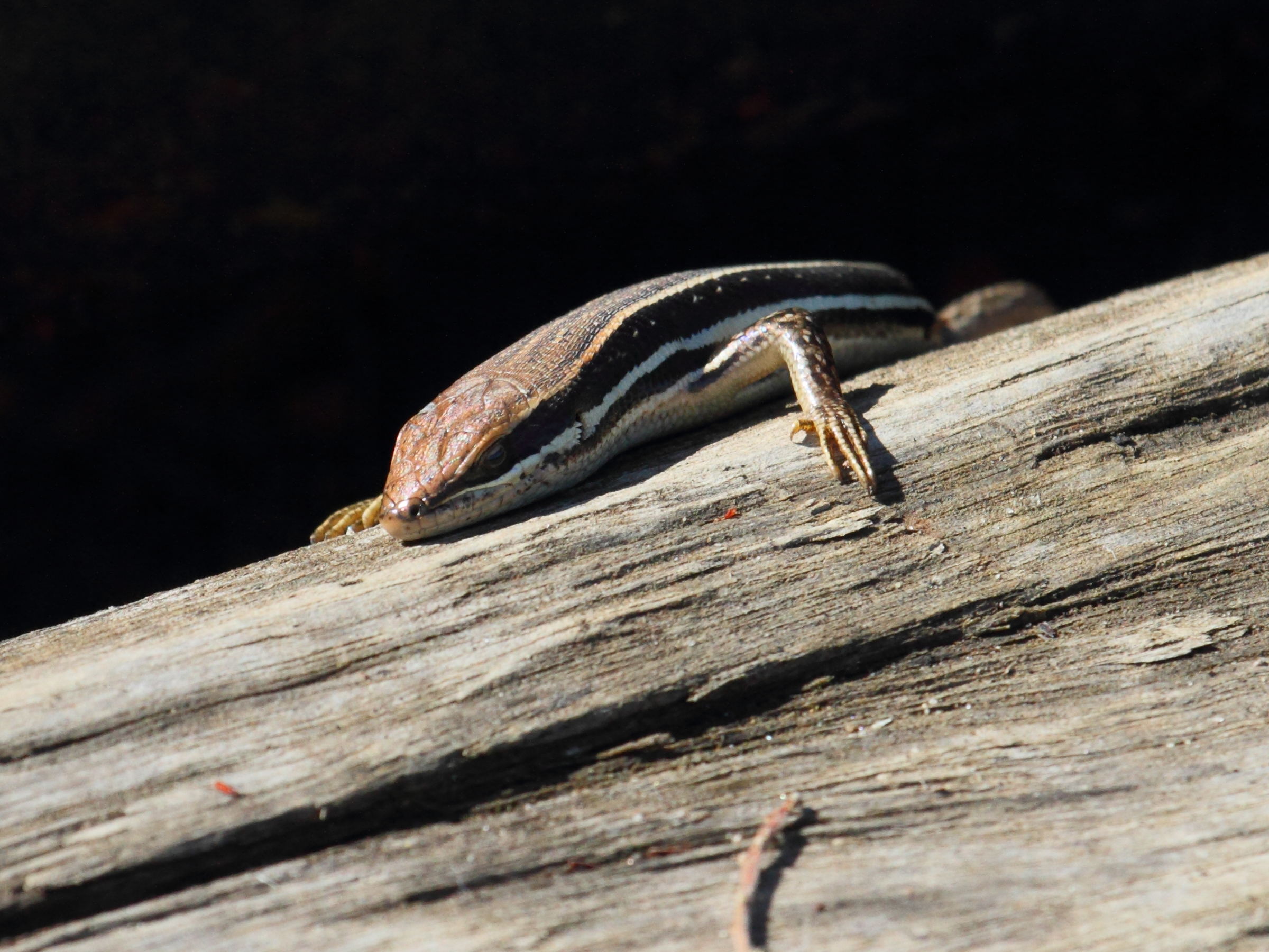 trachylepis_gravenhorstii3bd