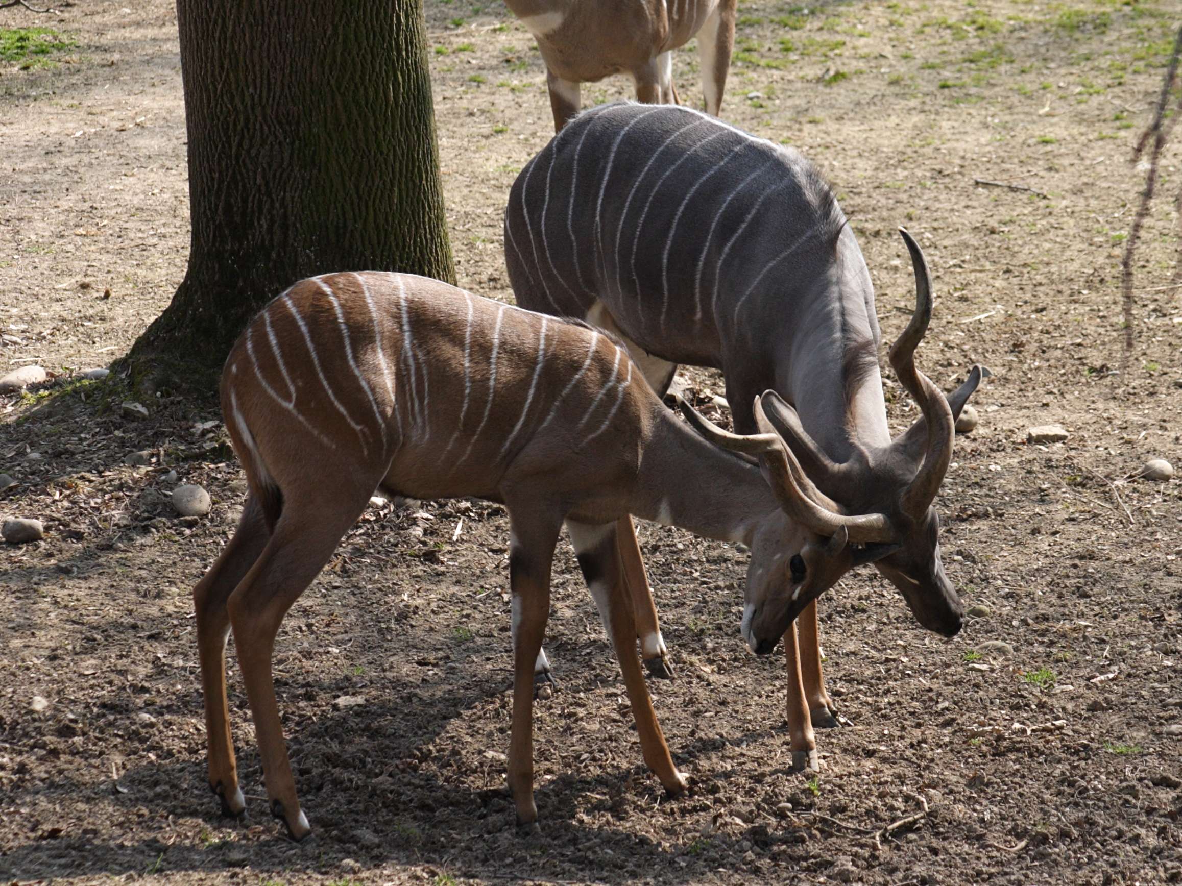 tragelaphus_imberbis2sd