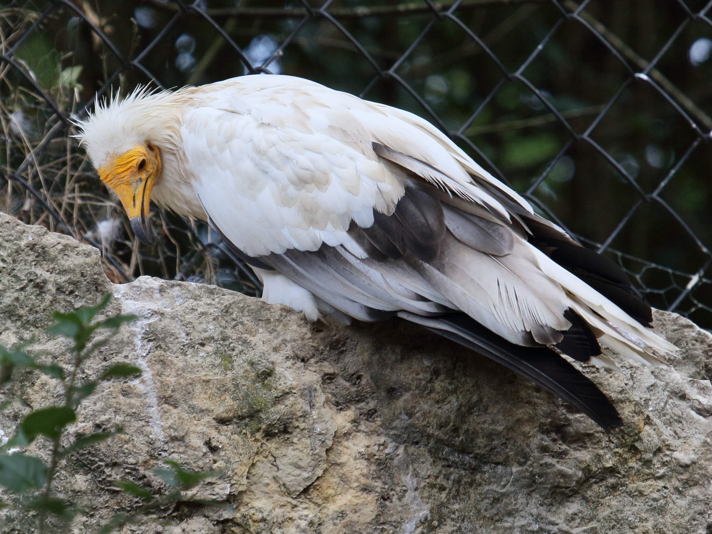 vautour_percnoptere_-_neophron_percnopterus5bd