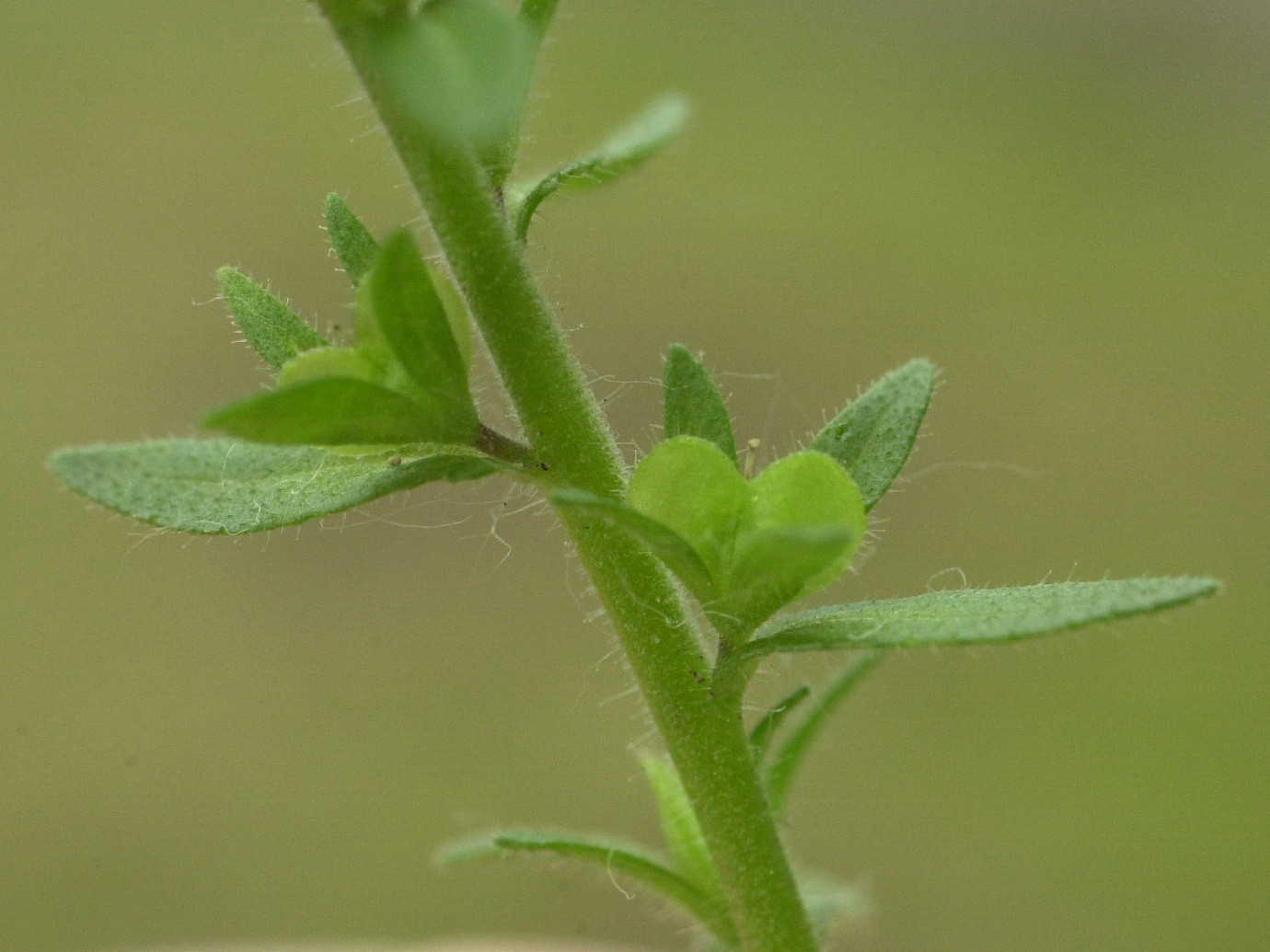 veronica_arvensis2md