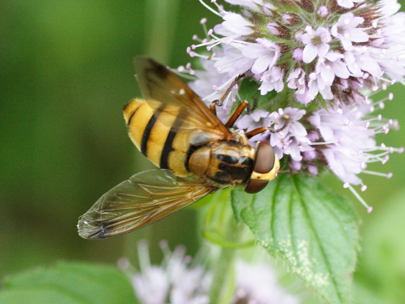 volucella_inanis1md