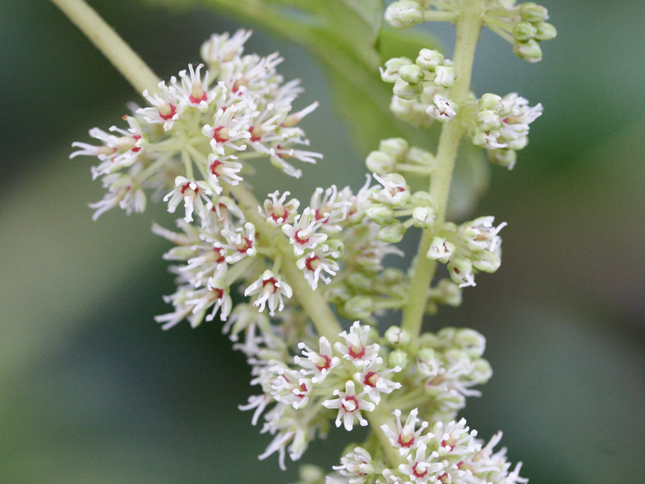 weinmannia_tinctoria7md