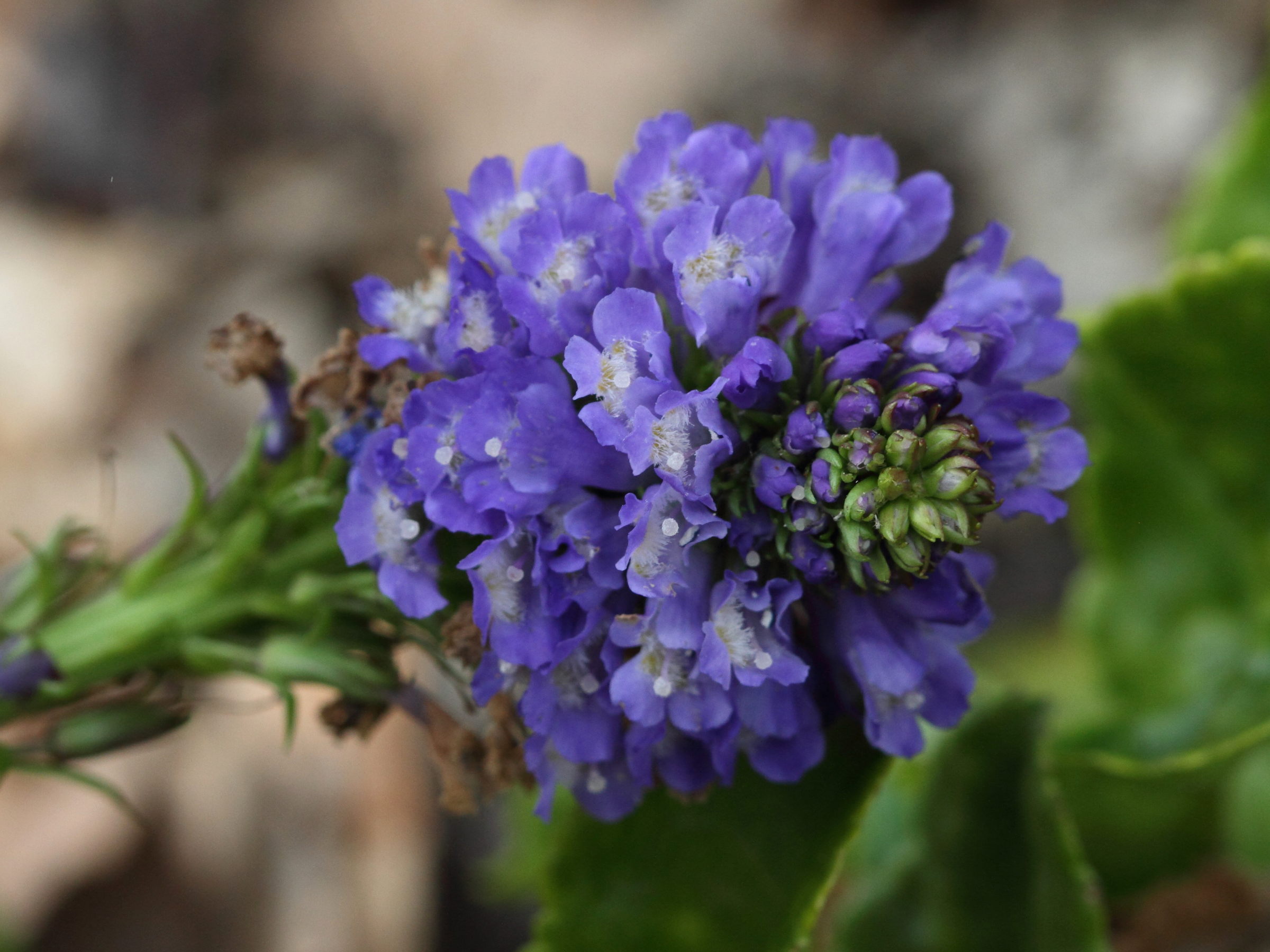 wulfenia_carinthiaca2bd