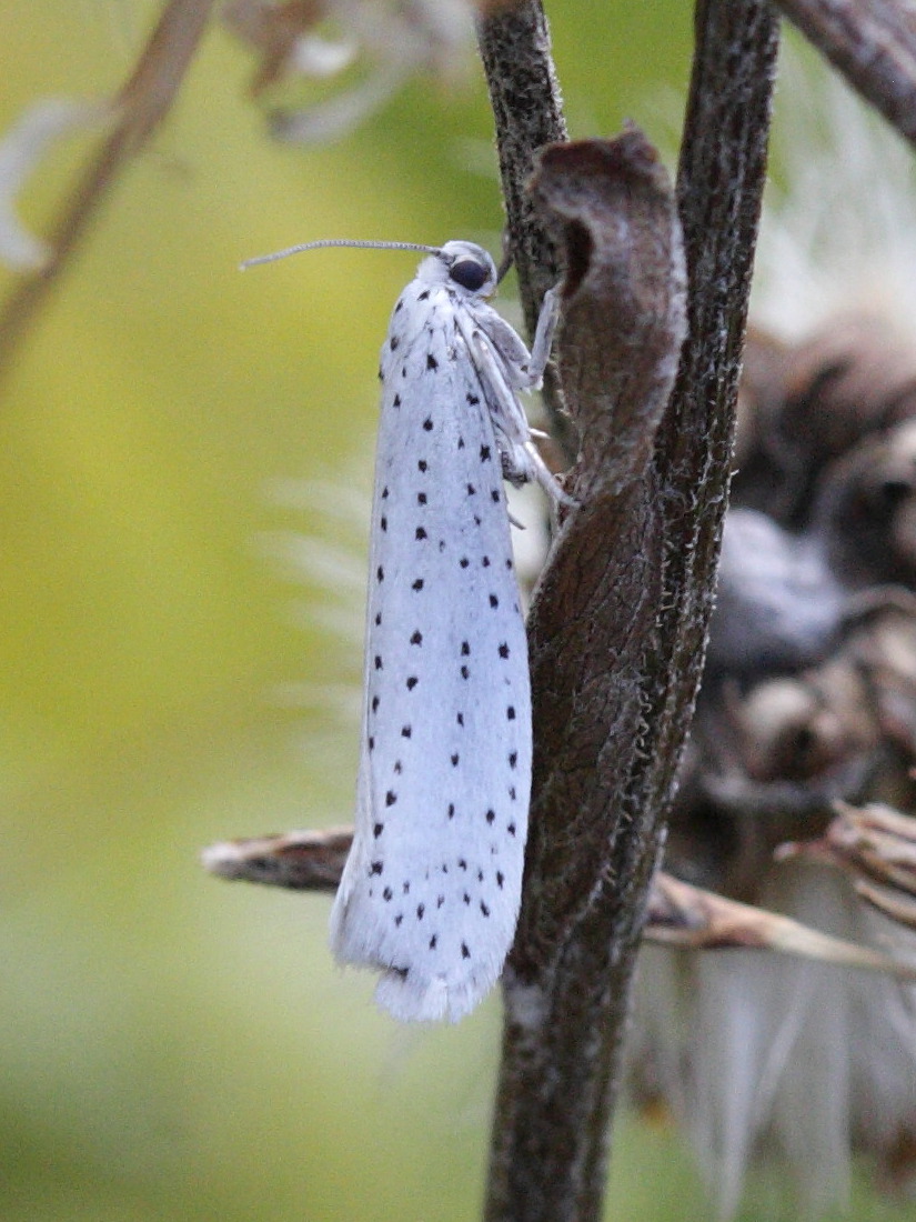 yponomeuta_evonymella1bd