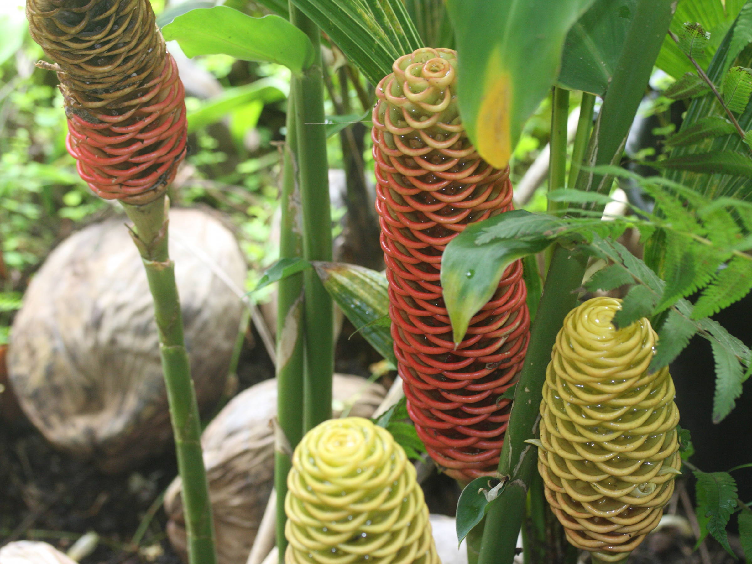 zingiber_zerumbet1md