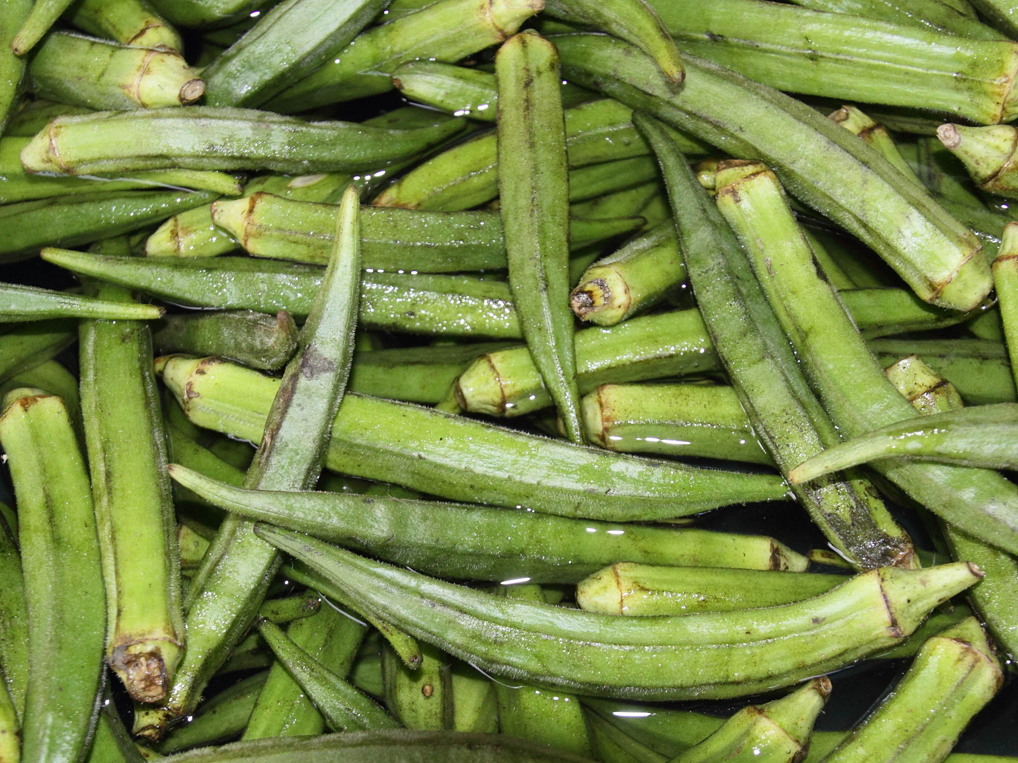 abelmoschus_esculentus3md