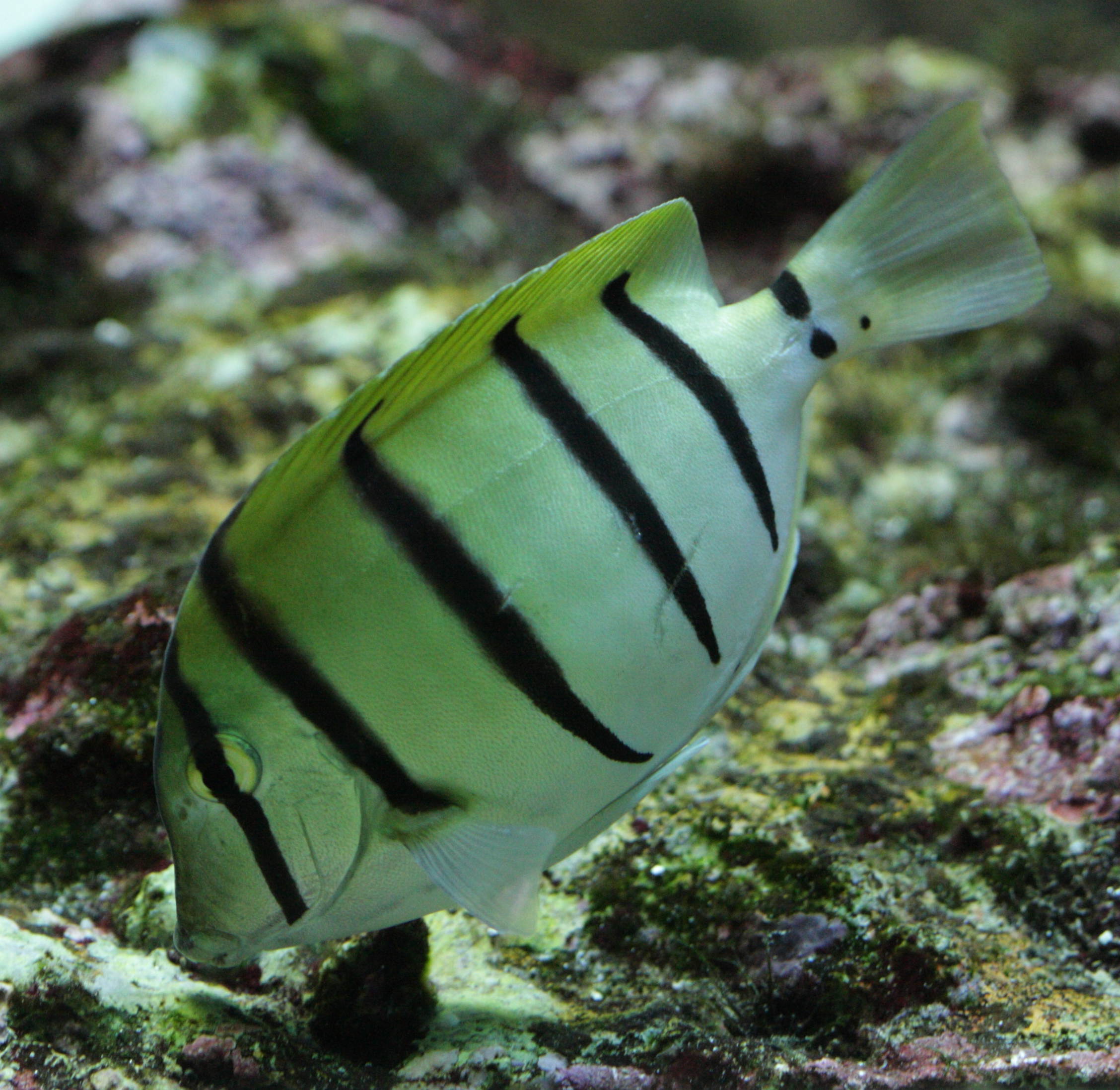 acanthurus_triostegus1bd
