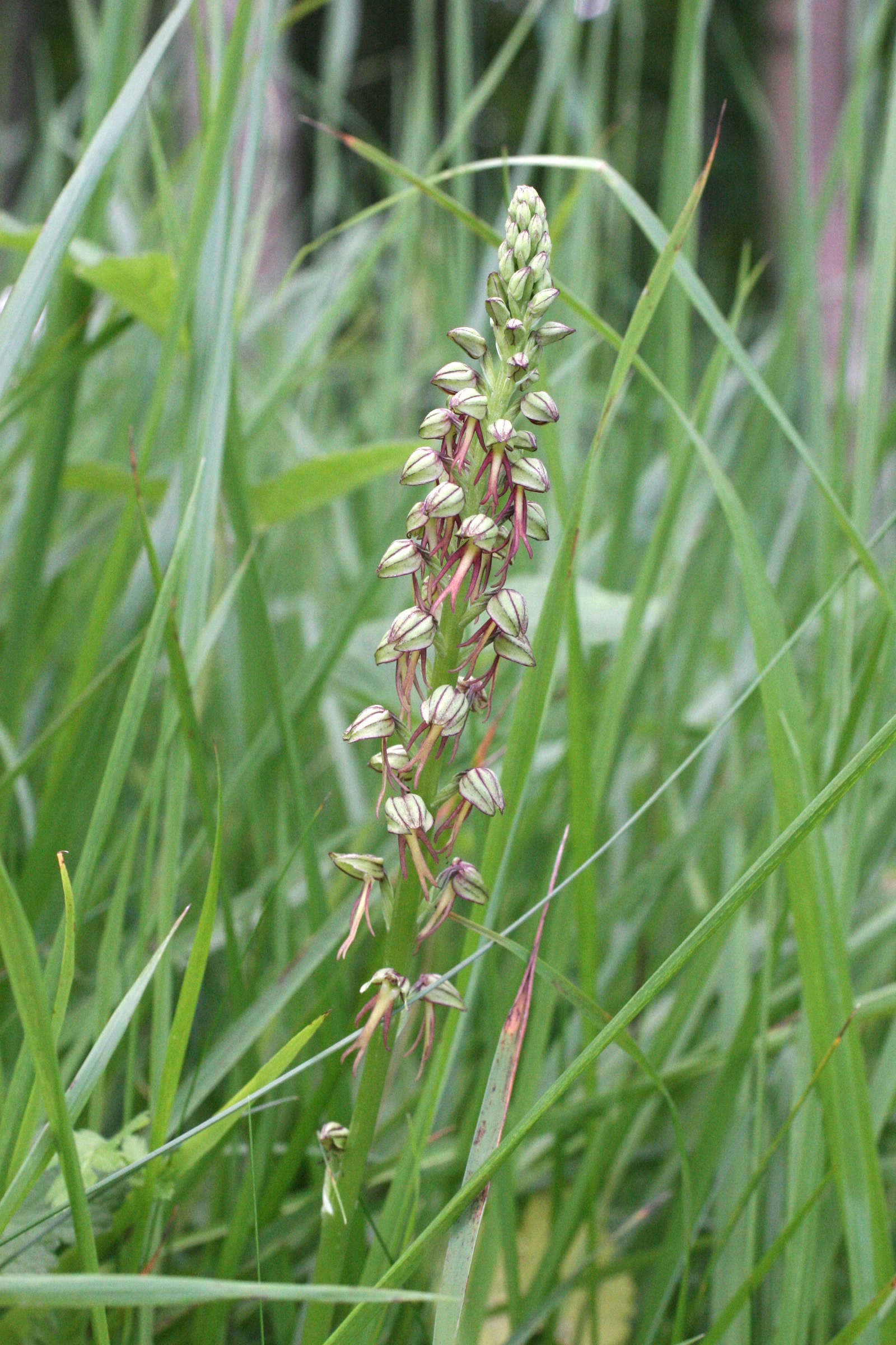 Afficher le média aceras_anthropophorum3md aceras_anthropophorum3md